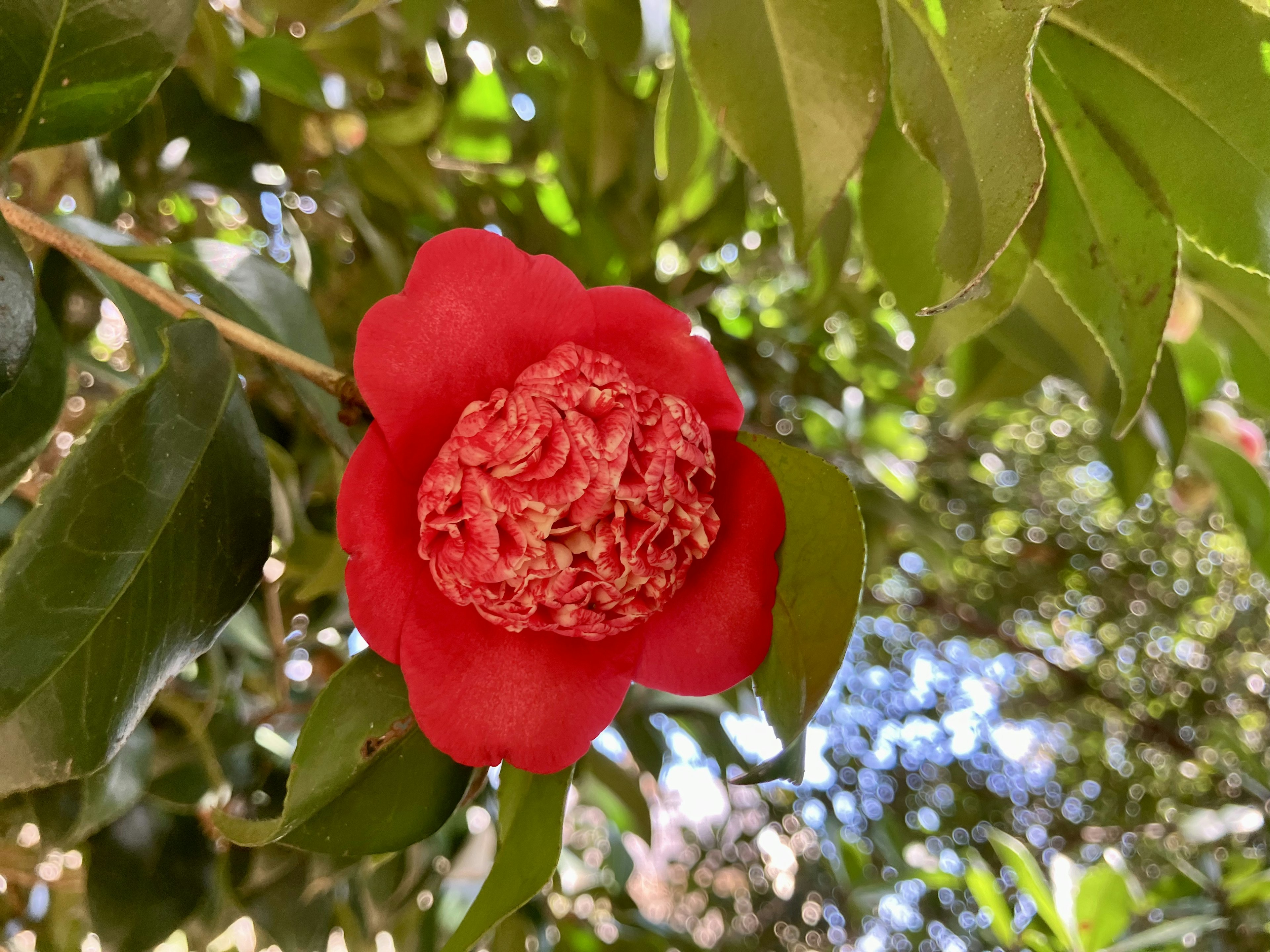 Una flor roja vibrante con pétalos intrincados rodeada de hojas verdes exuberantes