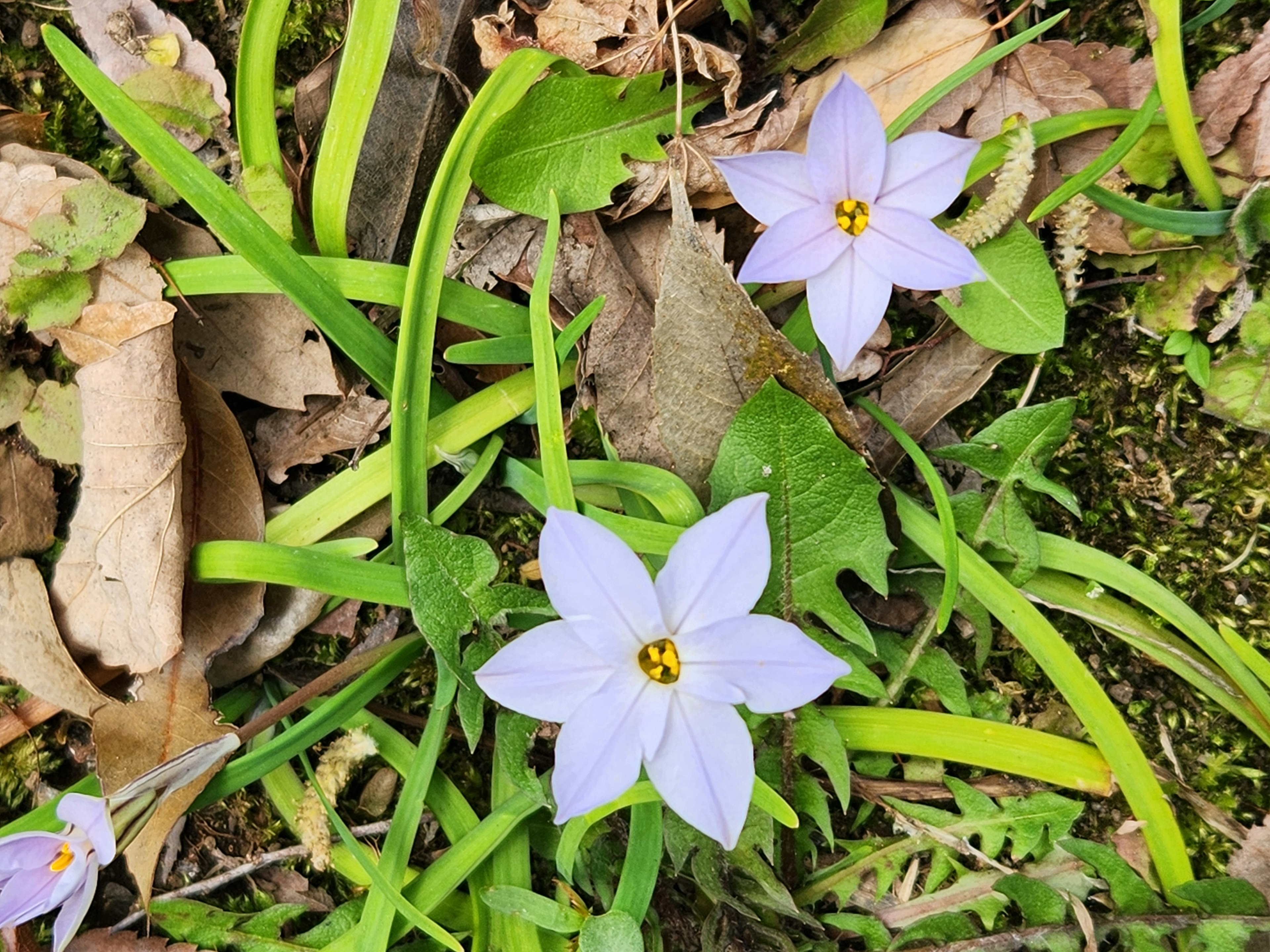 Light purple flowers blooming among green leaves