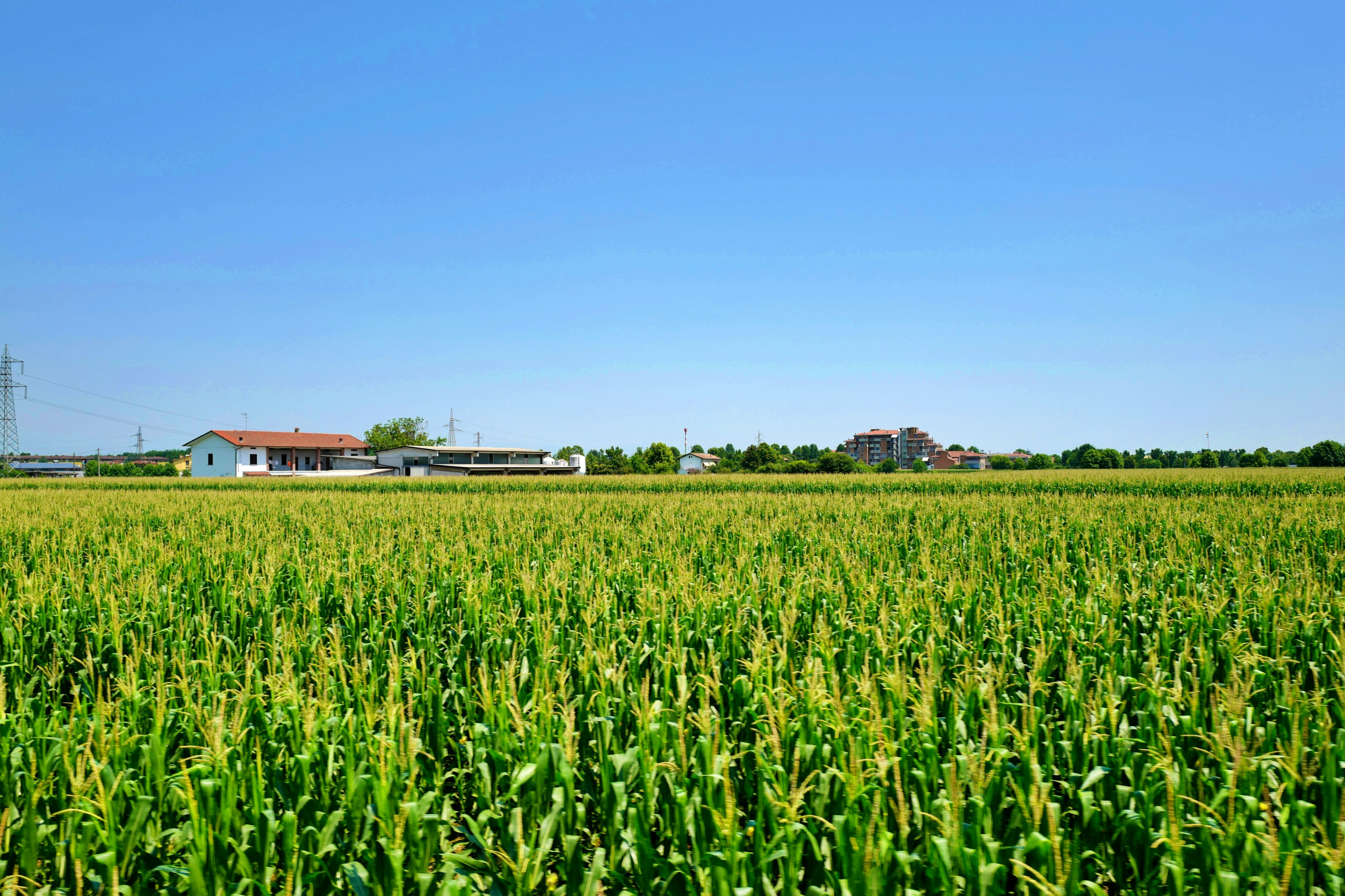 Campo di mais verde sotto un cielo azzurro con case in lontananza