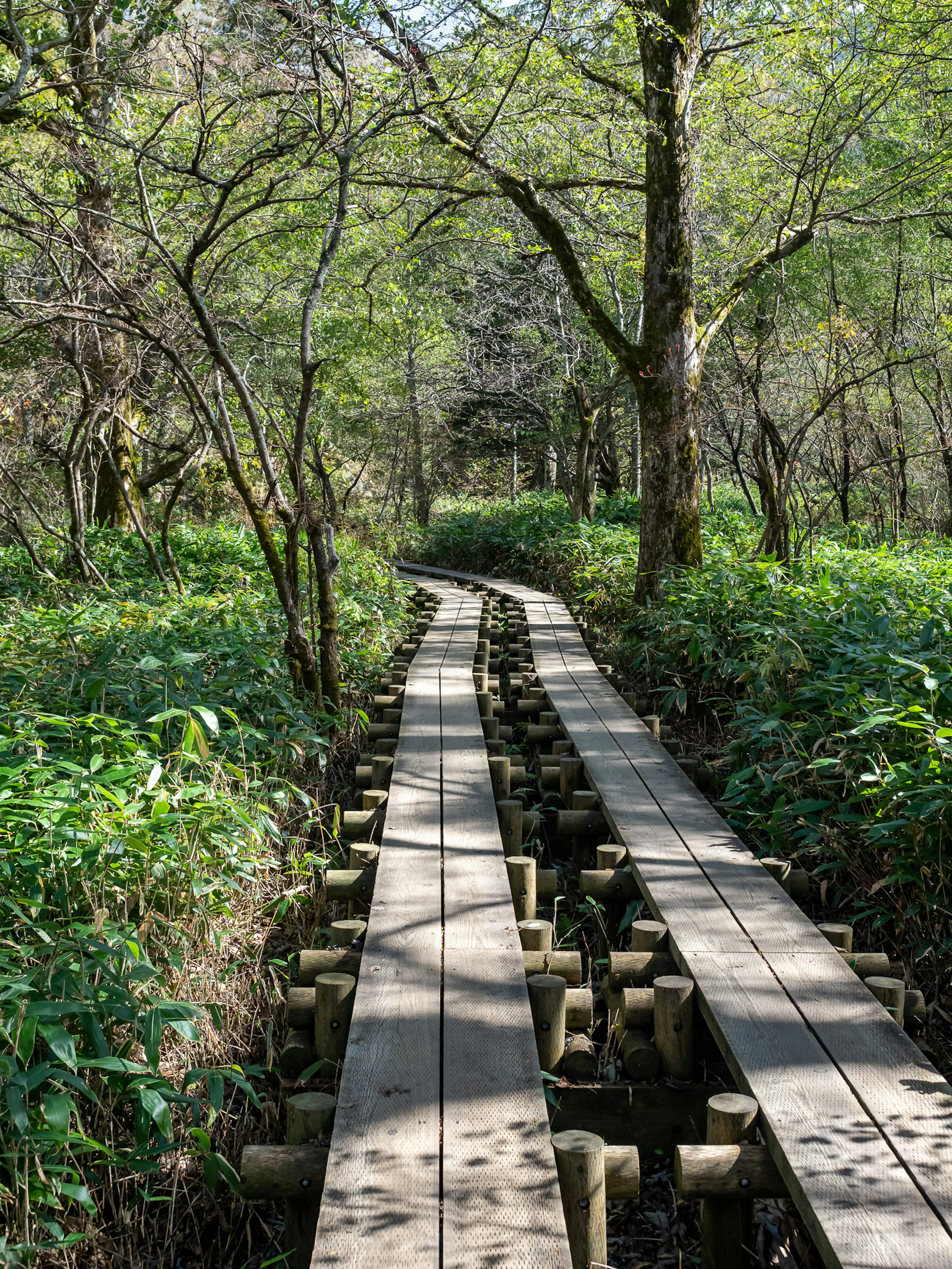 Curved wooden pathway surrounded by green trees