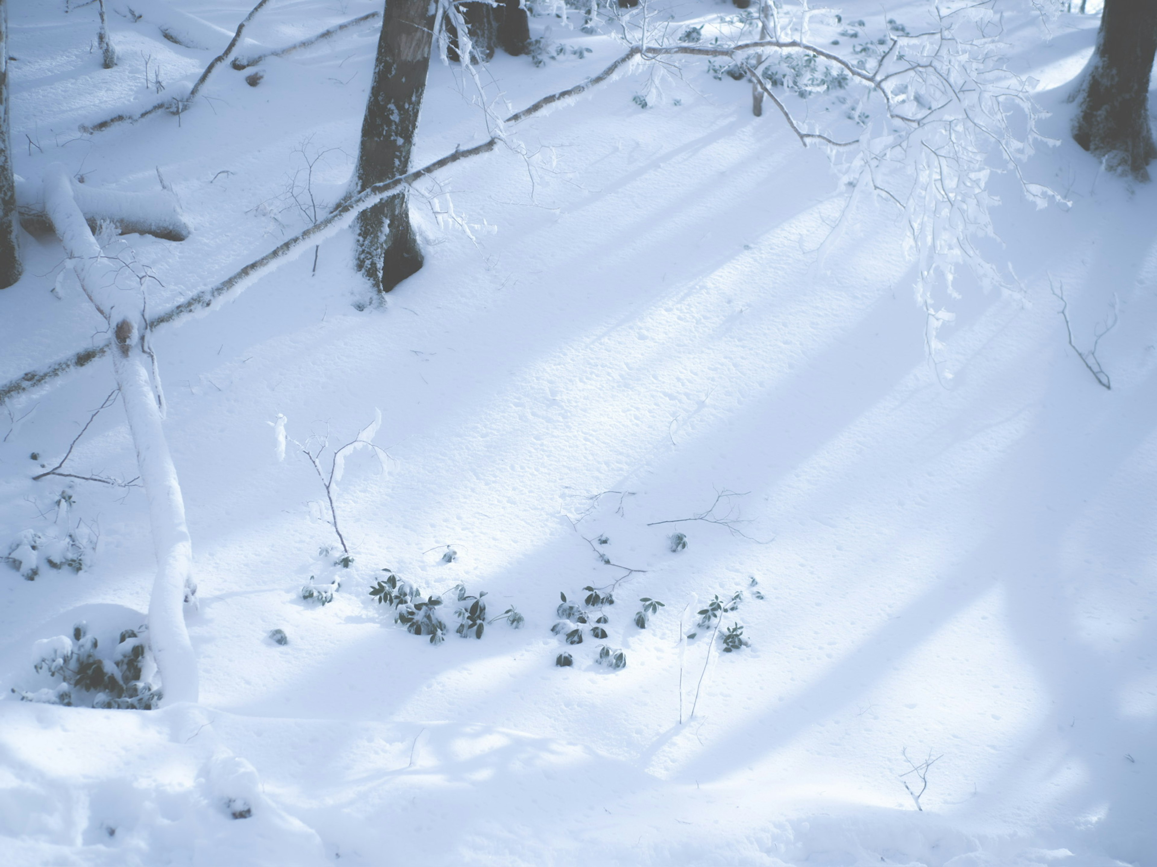 Paesaggio forestale coperto di neve con luce soffusa che filtra tra gli alberi