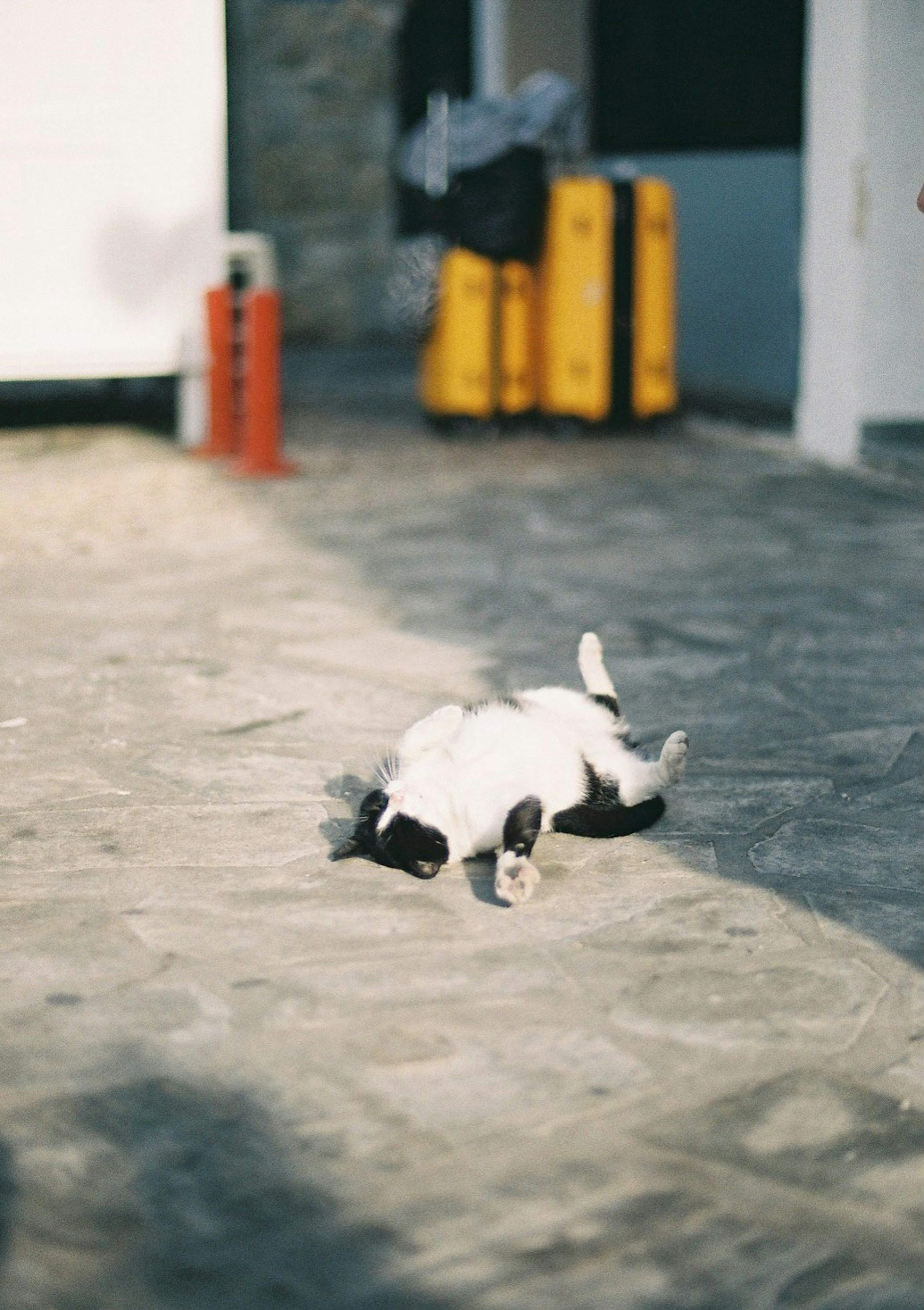 Un chat noir et blanc allongé sur le sol