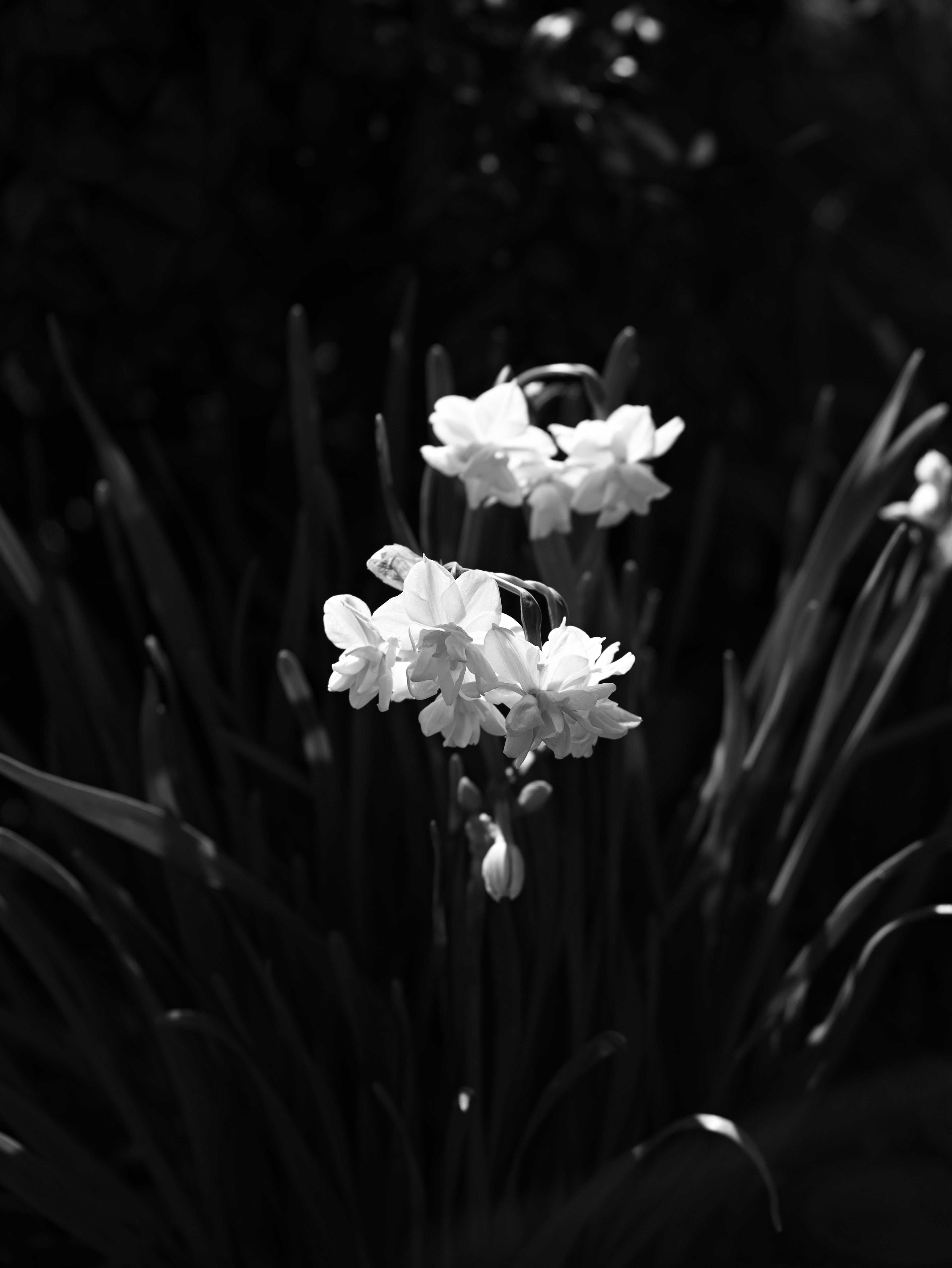 Black and white image of blooming white flowers