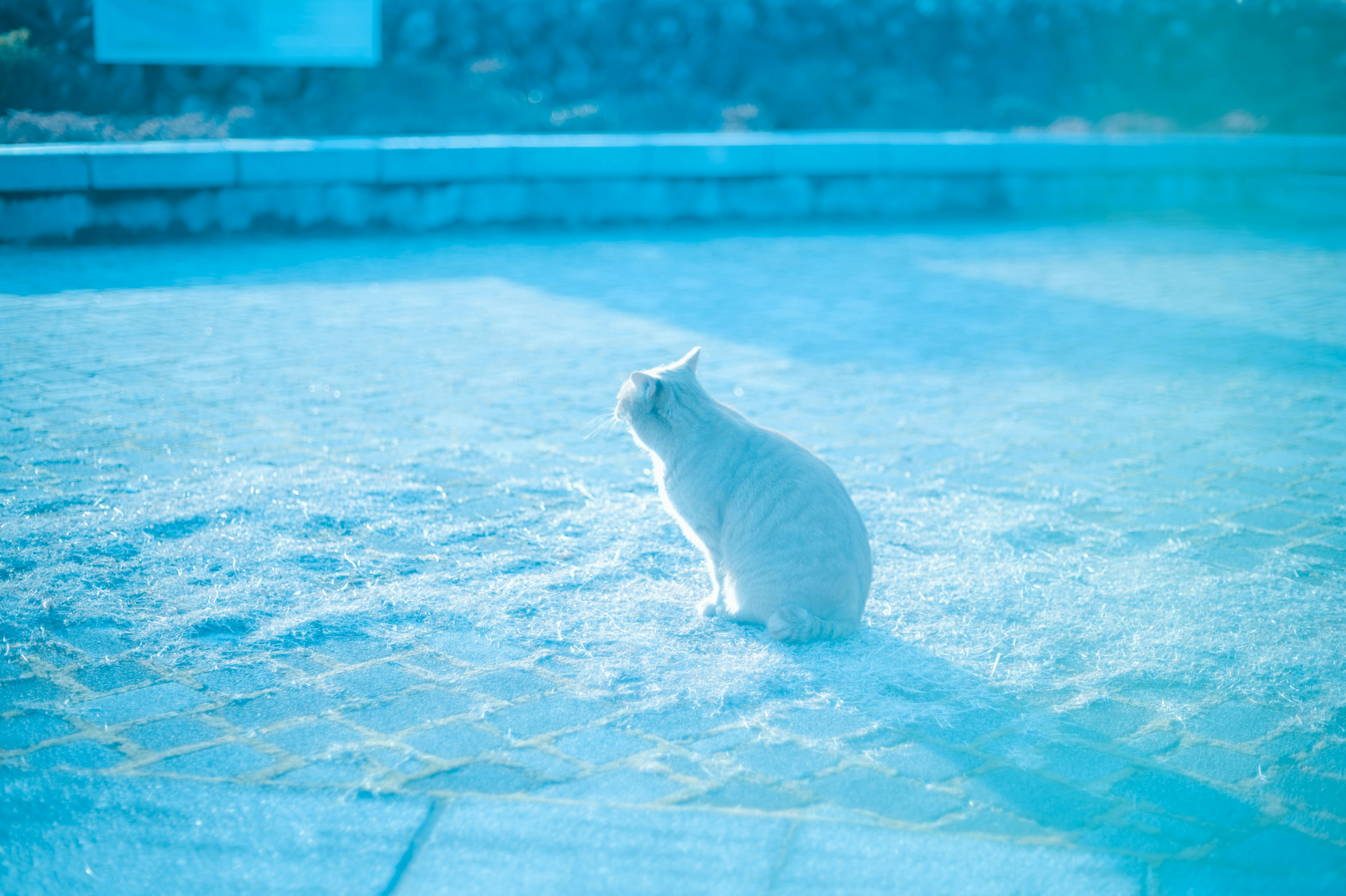 青い光の中で静かに佇む白い猫のシルエット