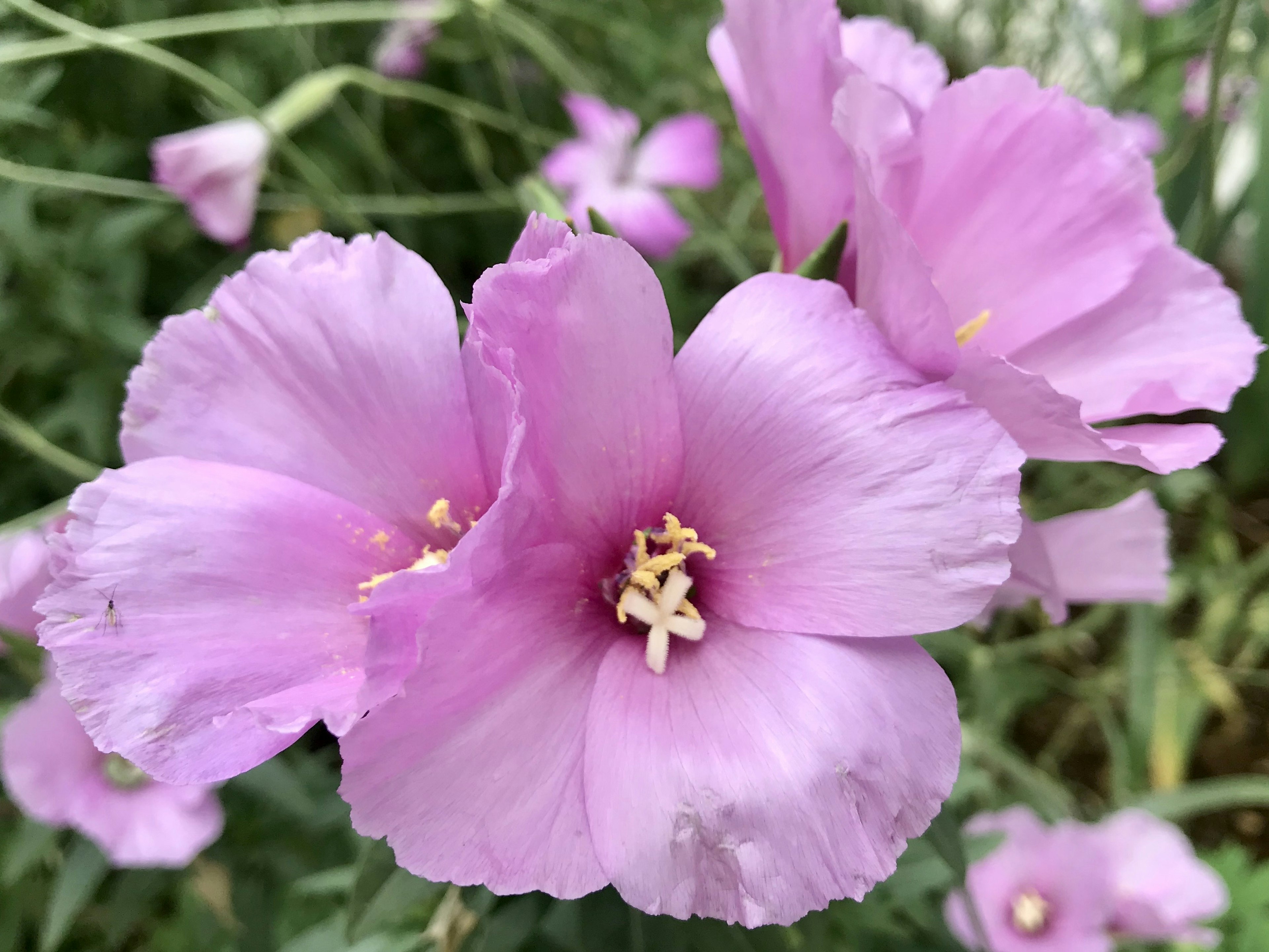 Nahaufnahme von zarten rosa Blumen in Blüte