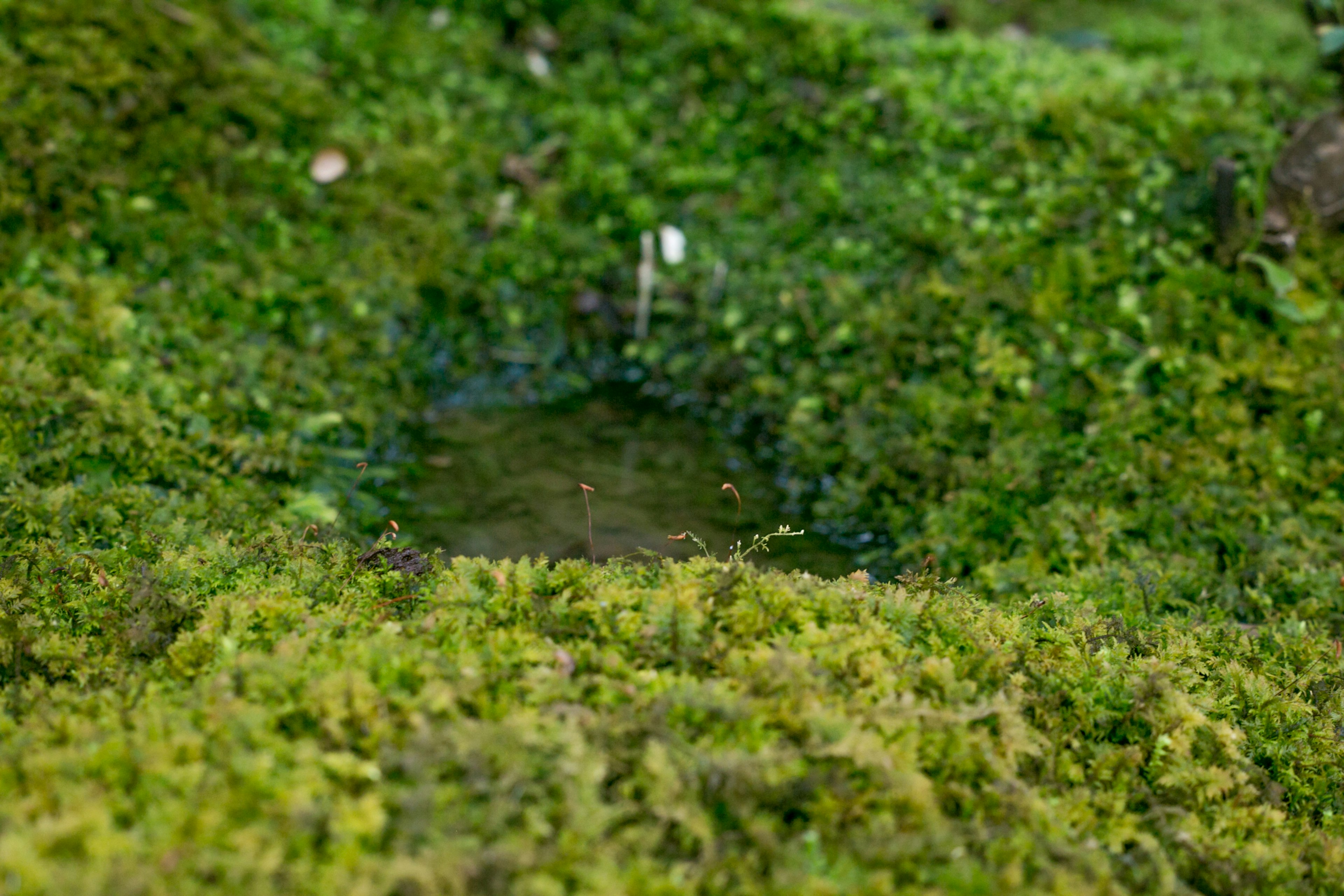 Acercamiento de un pequeño charco rodeado de musgo verde