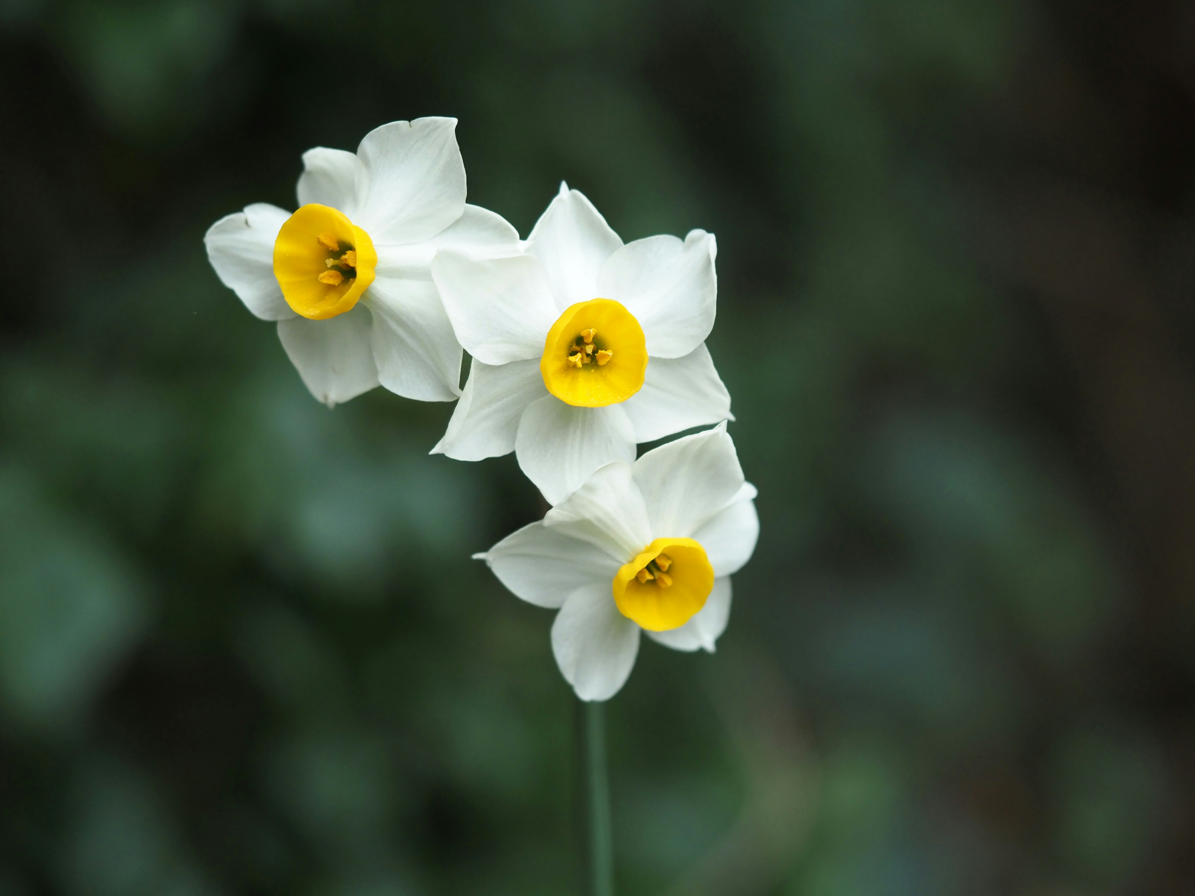 Three white daffodil flowers with yellow centers