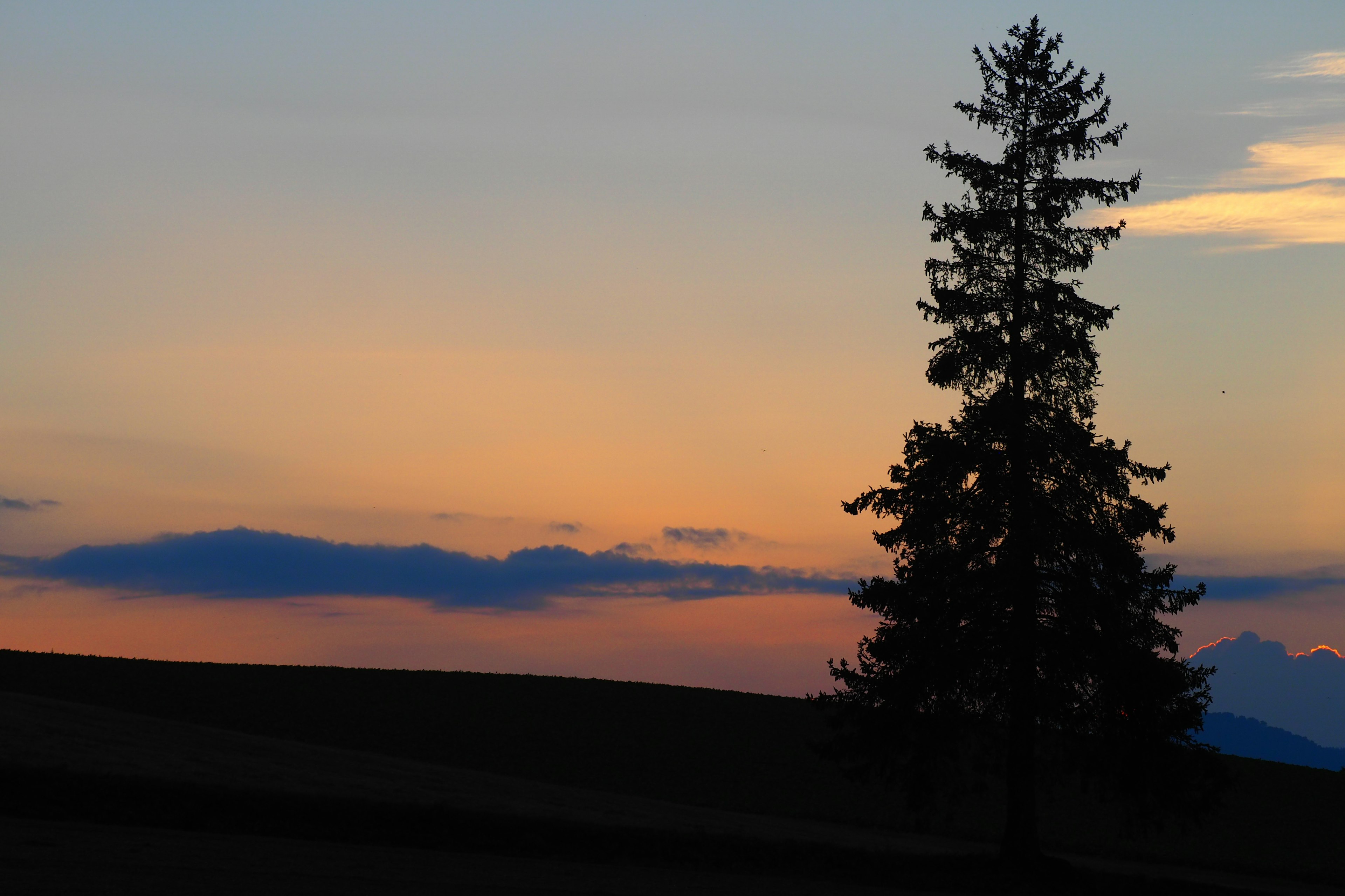 Silhouette di un albero contro un cielo di tramonto colorato