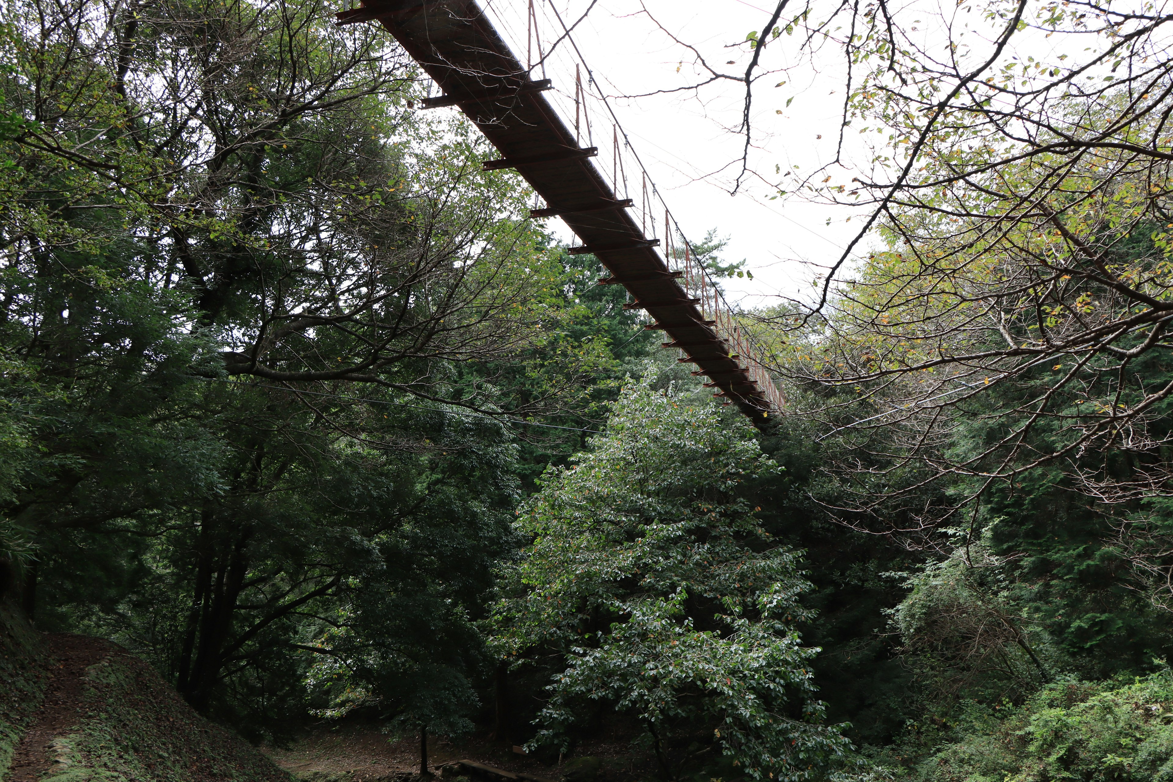 Wooden suspension bridge spanning over dense green forest