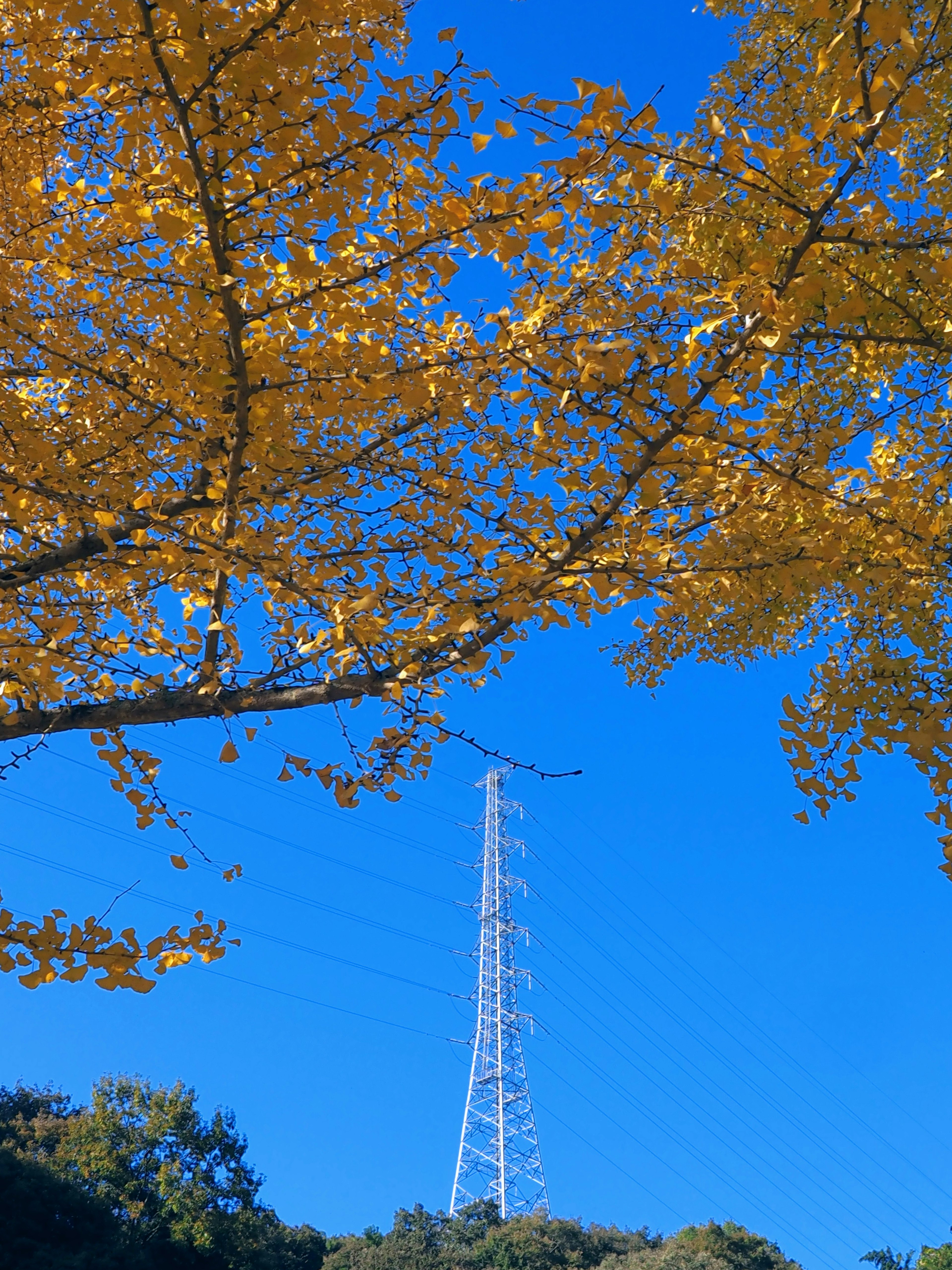 Hojas amarillas en ramas con una torre de transmisión contra un cielo azul