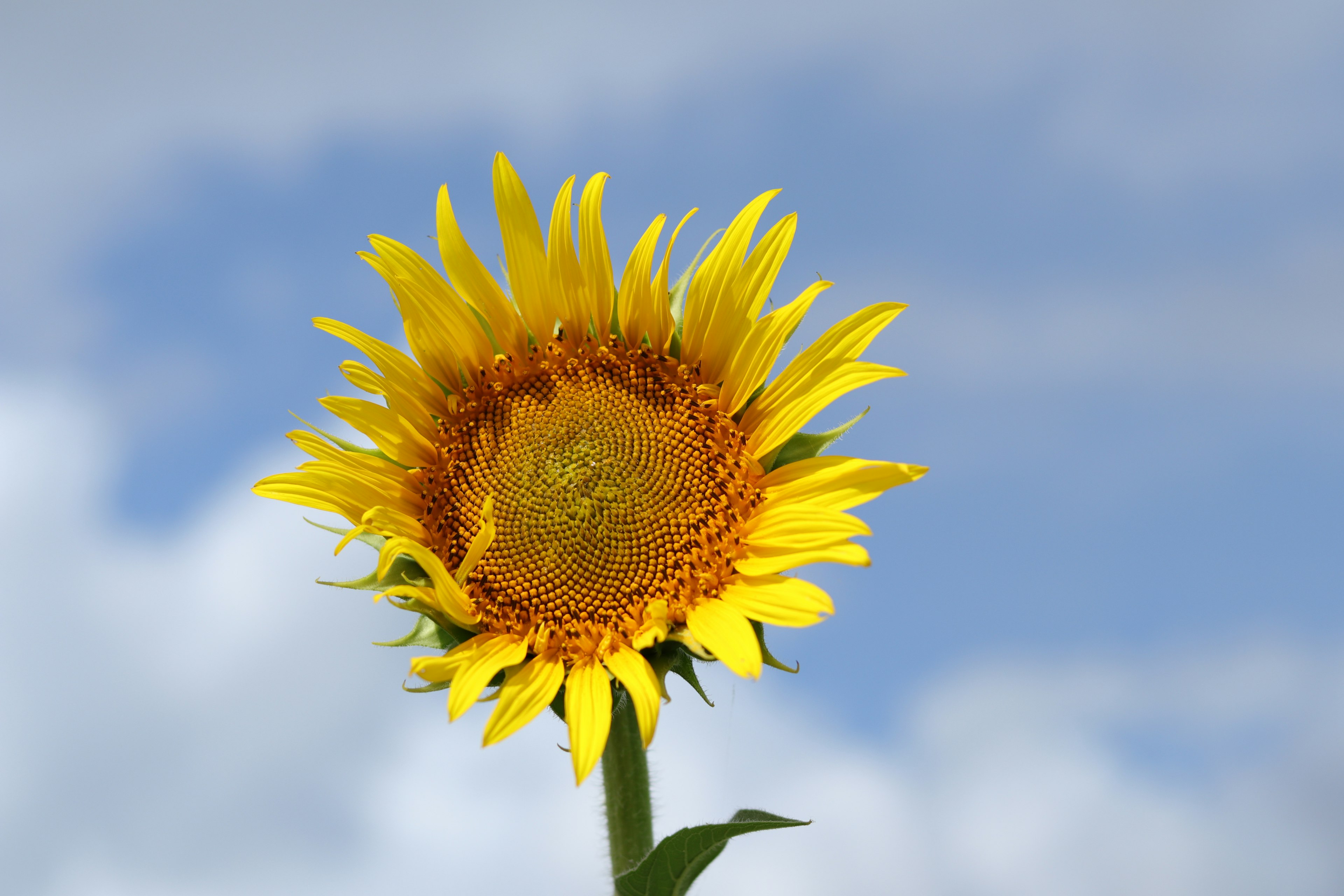 明るい空の下で咲くひまわりの花