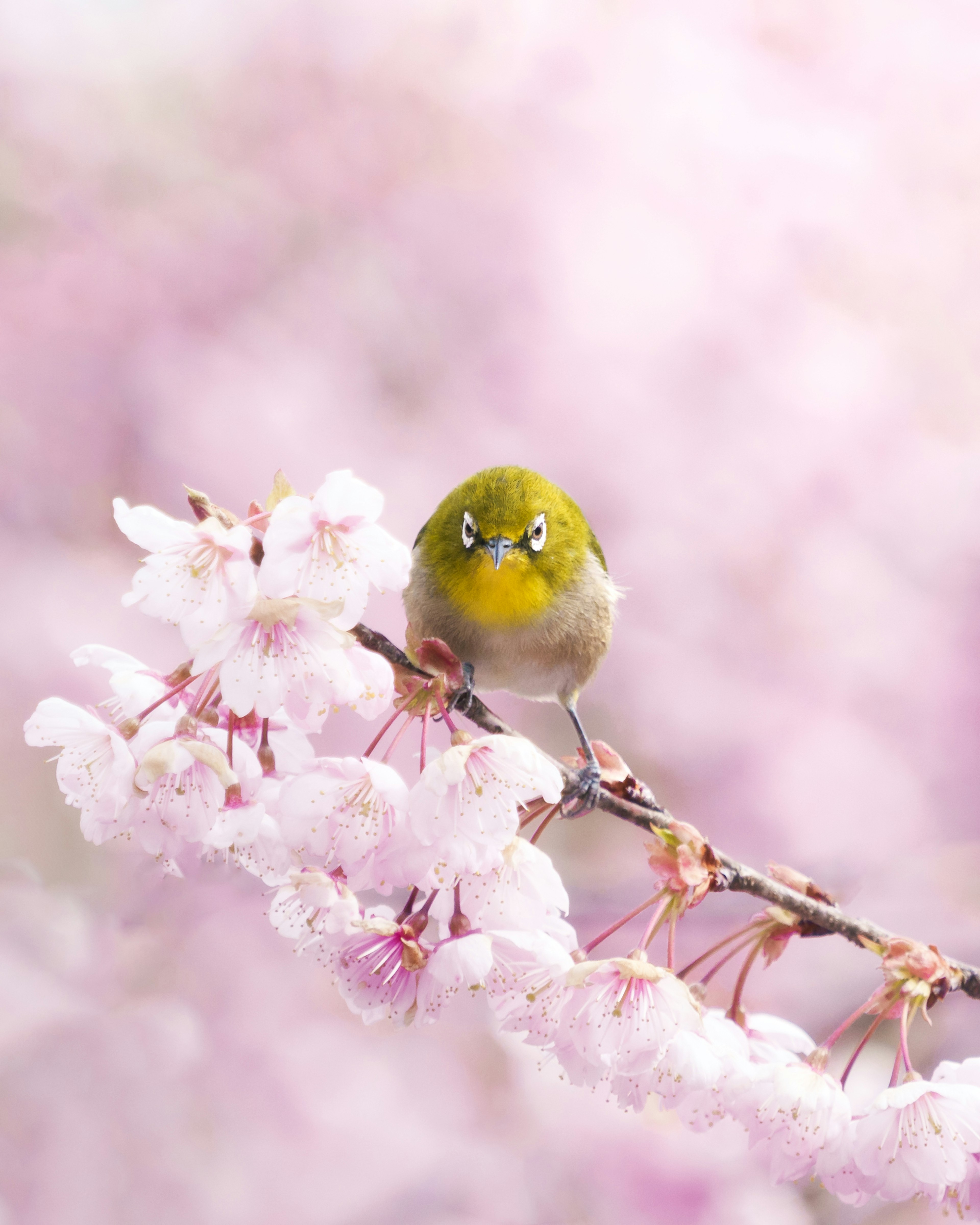 Pequeño pájaro verde posado en una rama de cerezo en flor