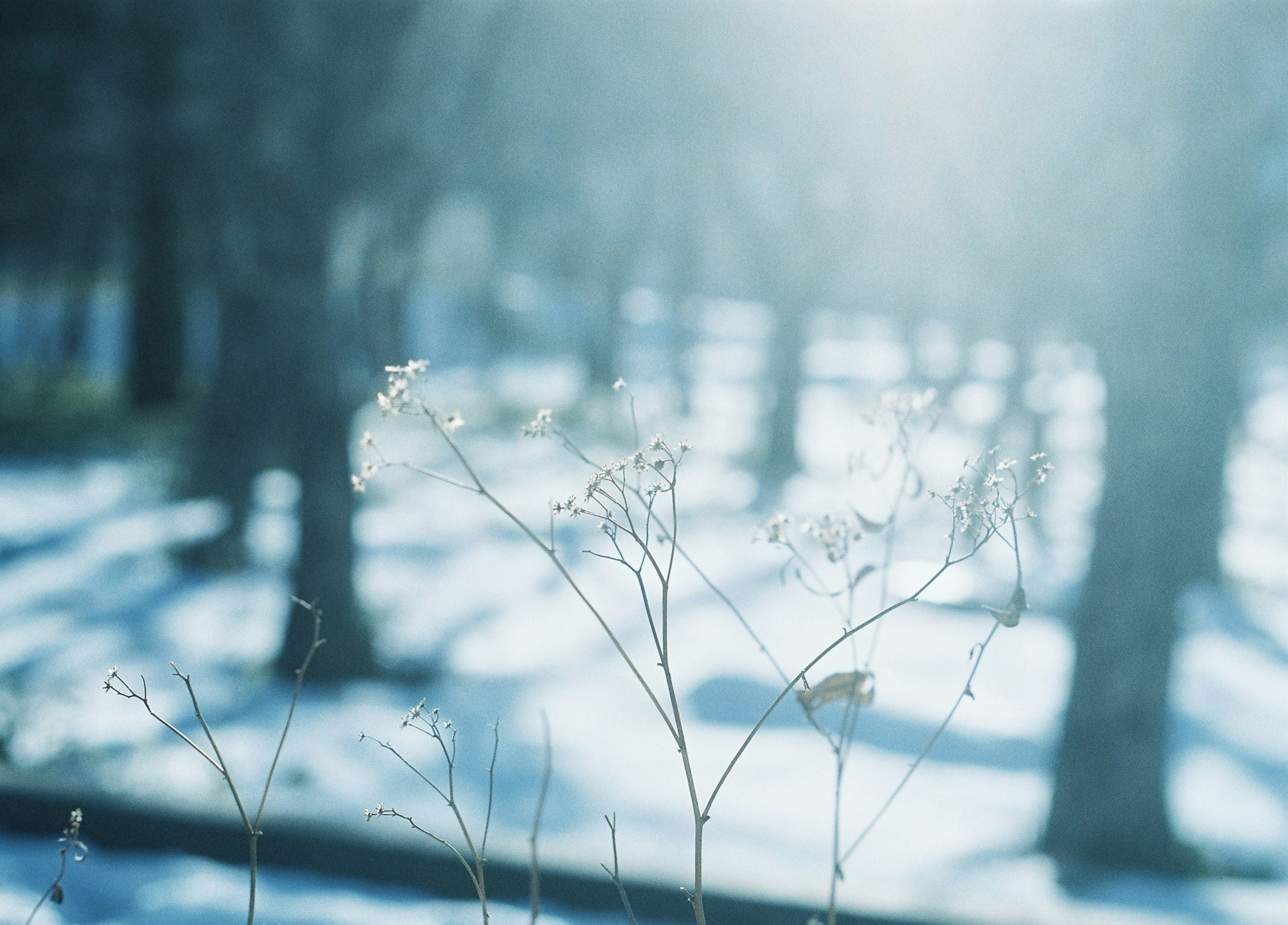 雪の中に立つ細い草の茎と木々のシルエットがぼんやりとした青い光の中で見える風景