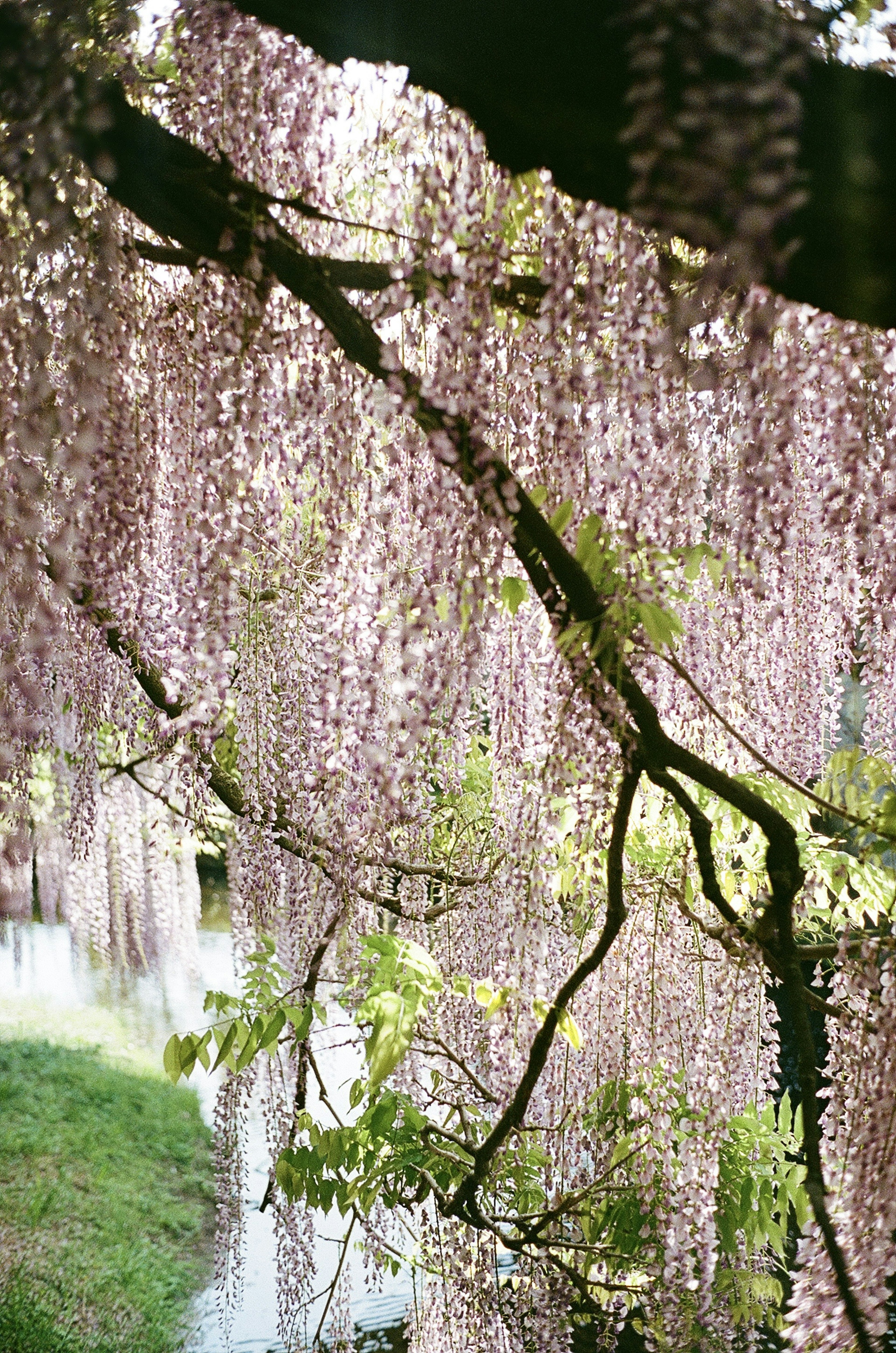 紫色の藤の花が垂れ下がる美しい風景