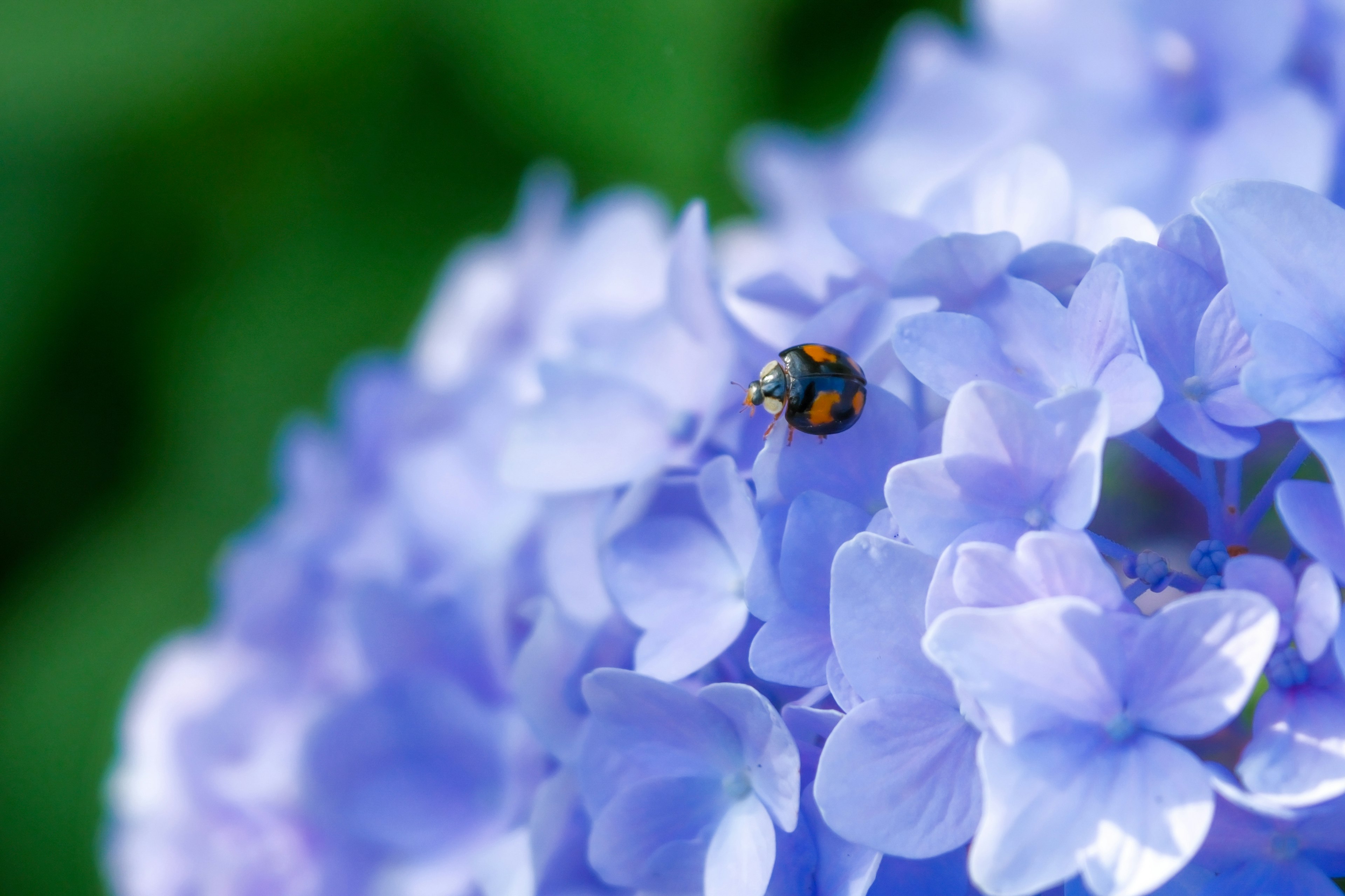 Close-up of a ladybug on blue hydrangea flowers