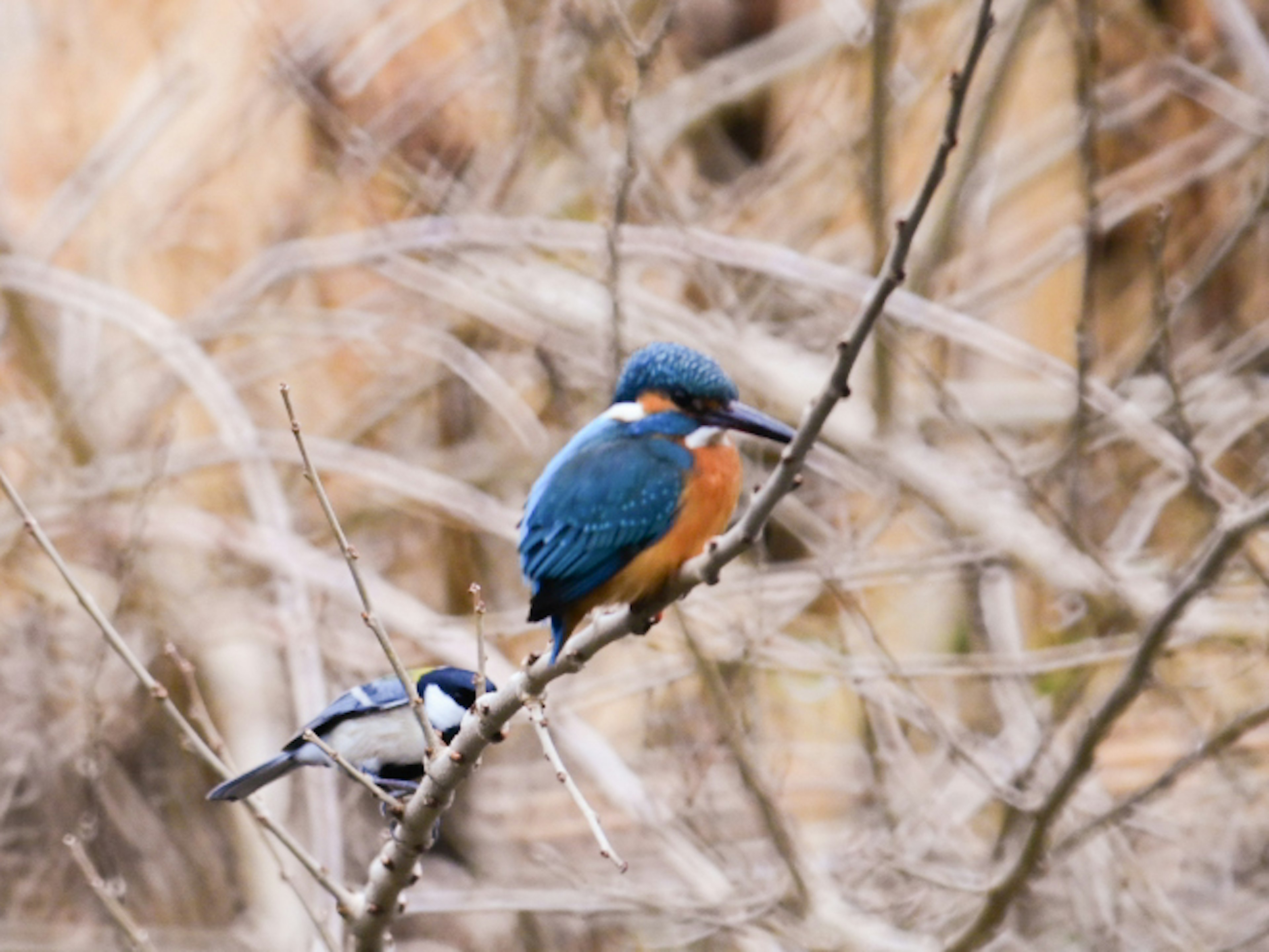 Martinete posado en una rama con un pájaro azul de fondo