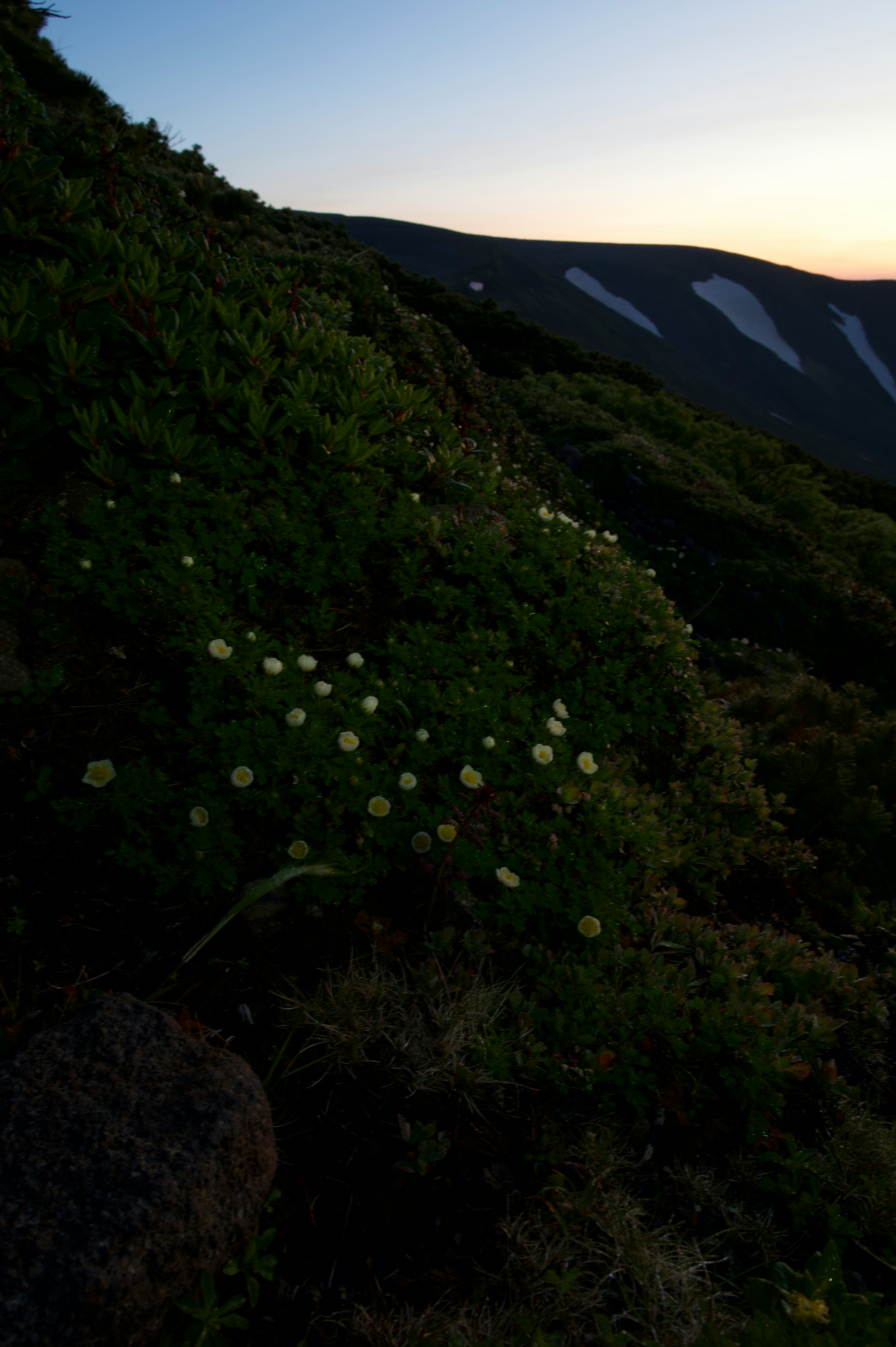 夕暮れ時の山の斜面に咲く白い花と緑の葉