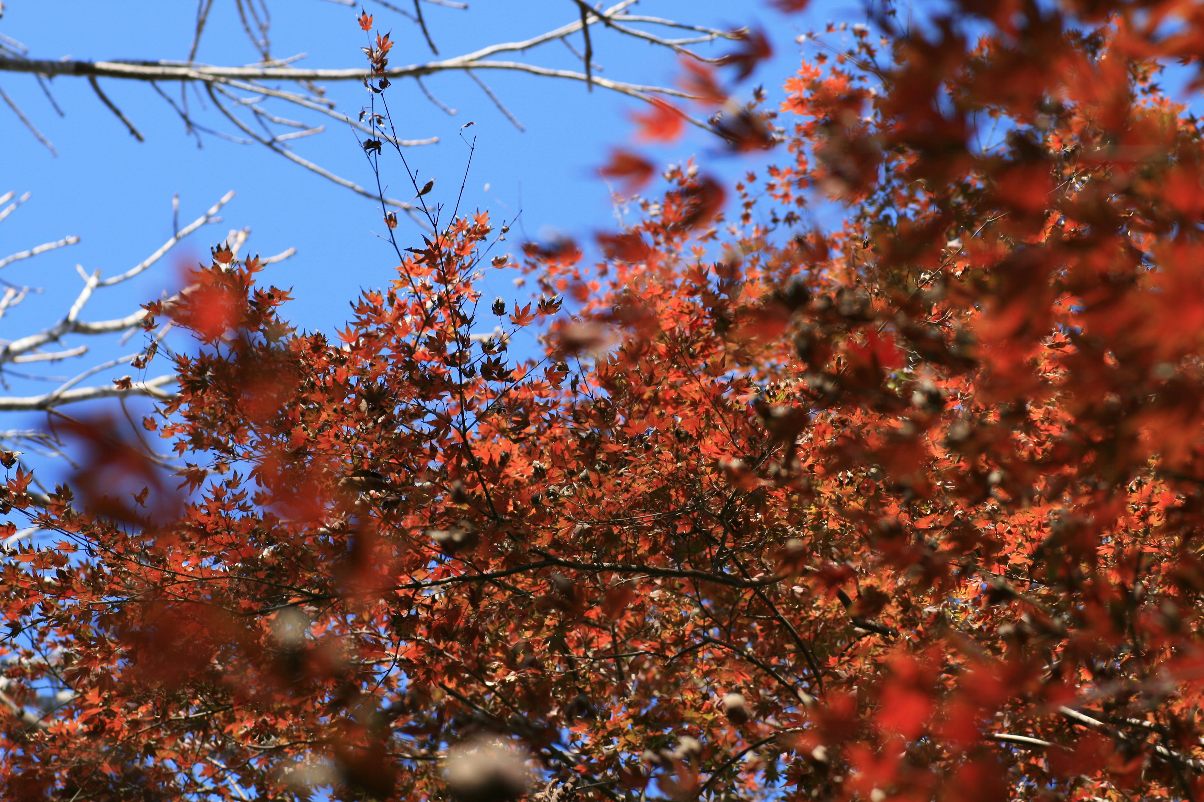 Feuilles d'automne rouges vives contre un ciel bleu clair