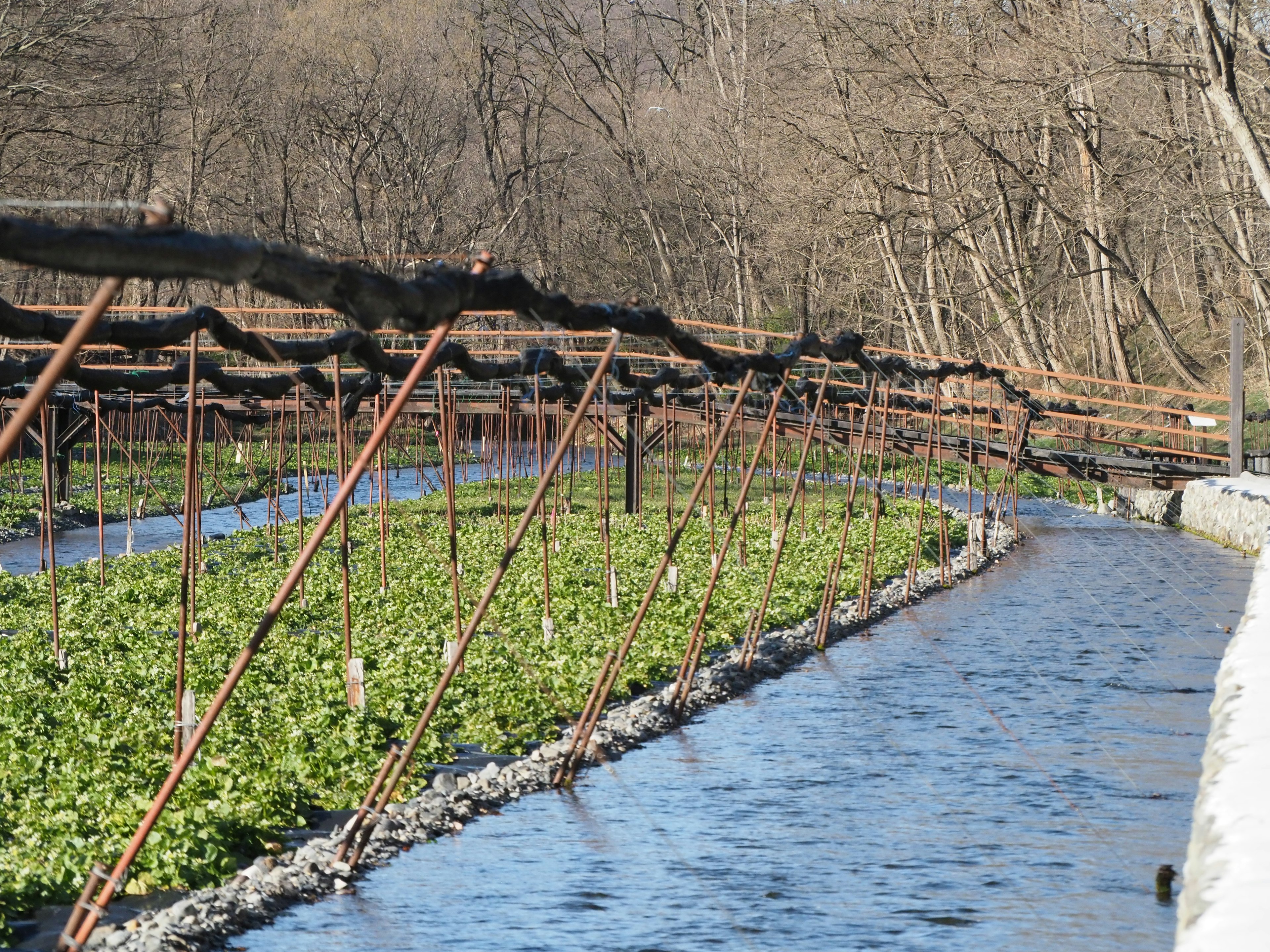 Terre agricole verdoyante le long d'une rivière avec des supports métalliques distinctifs