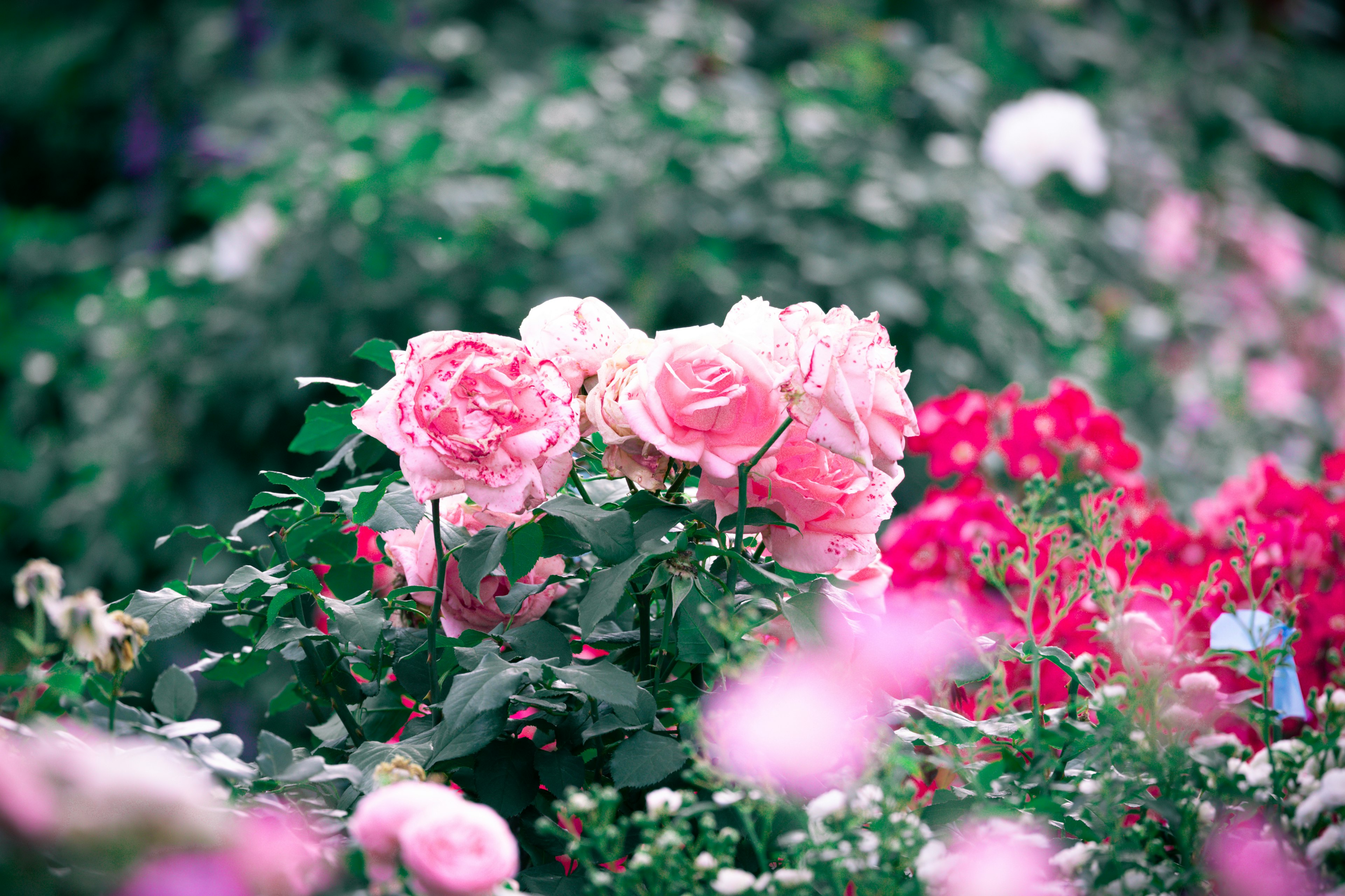 Eine schöne Gartenszene mit blühenden rosa Rosen