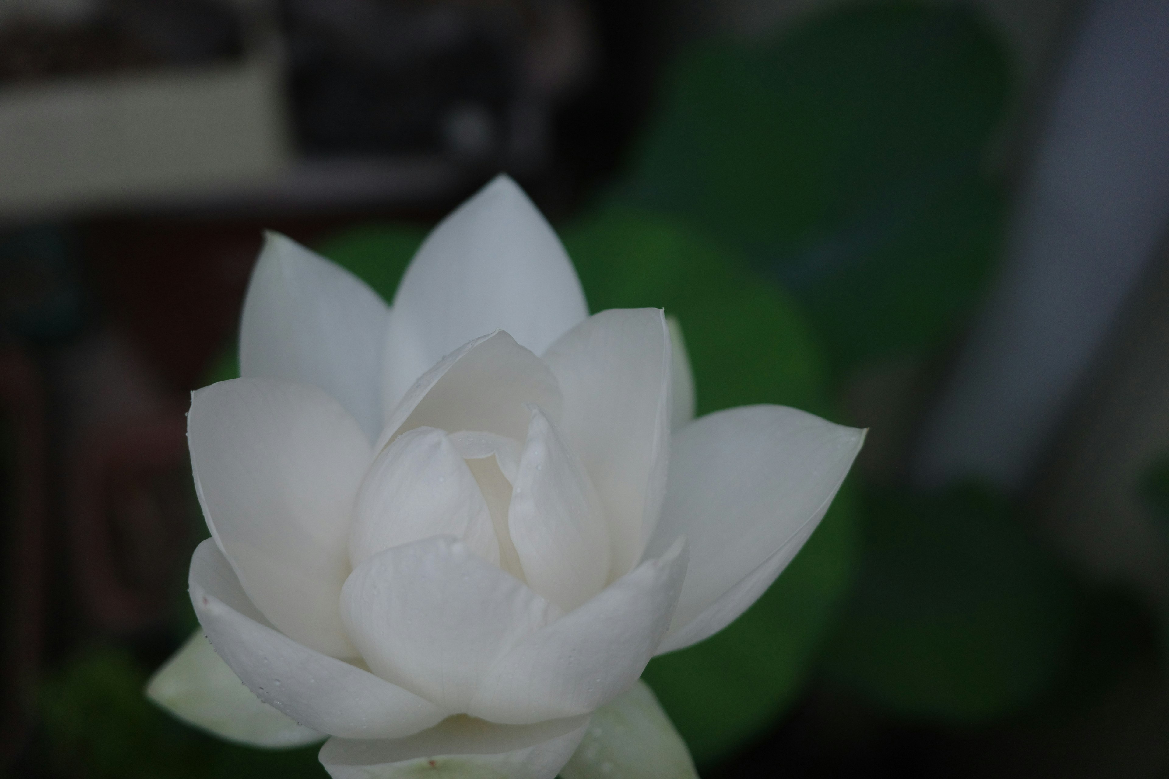 A blooming white lotus flower with delicate petals