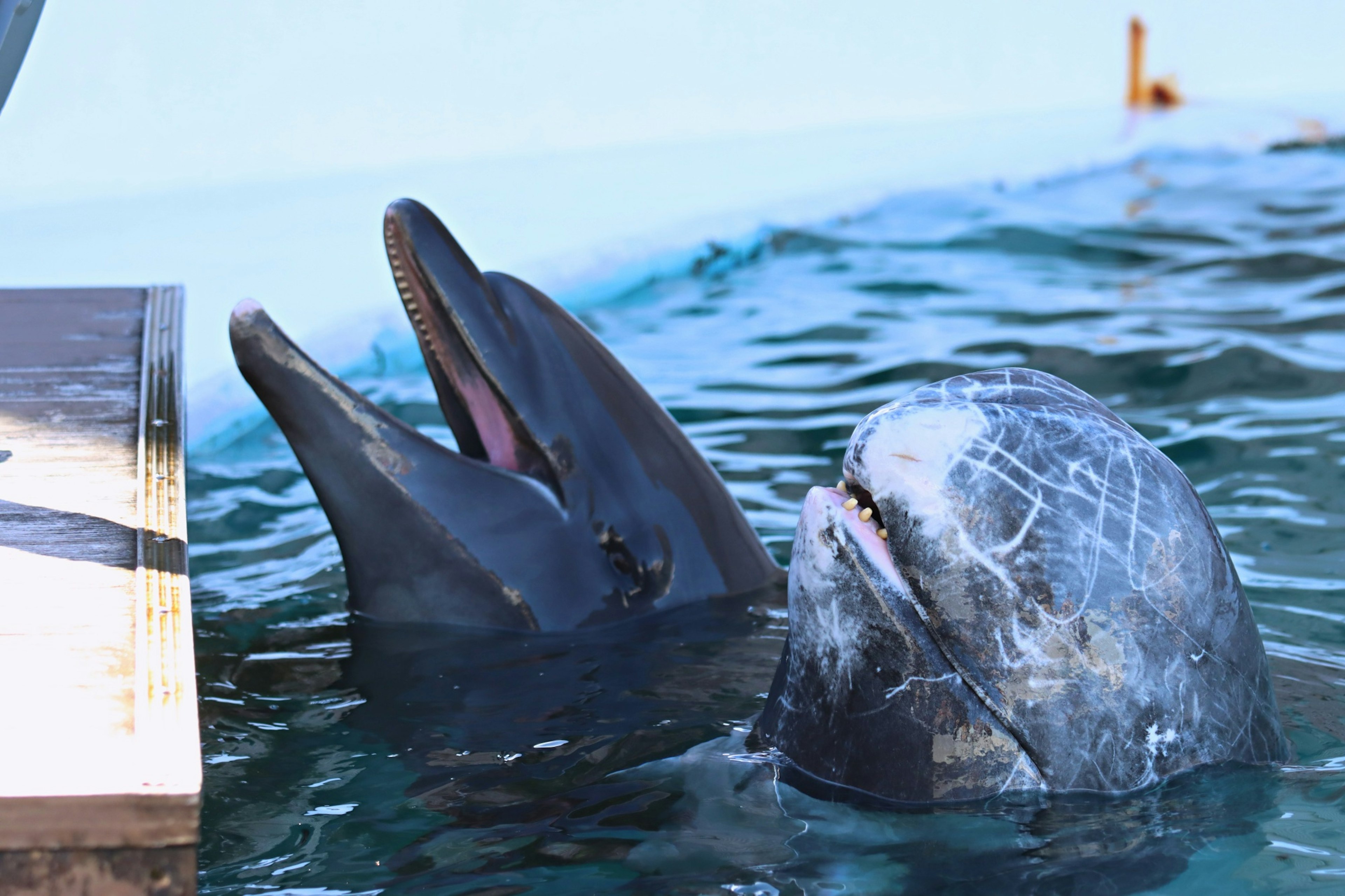 Two dolphins playing in the water