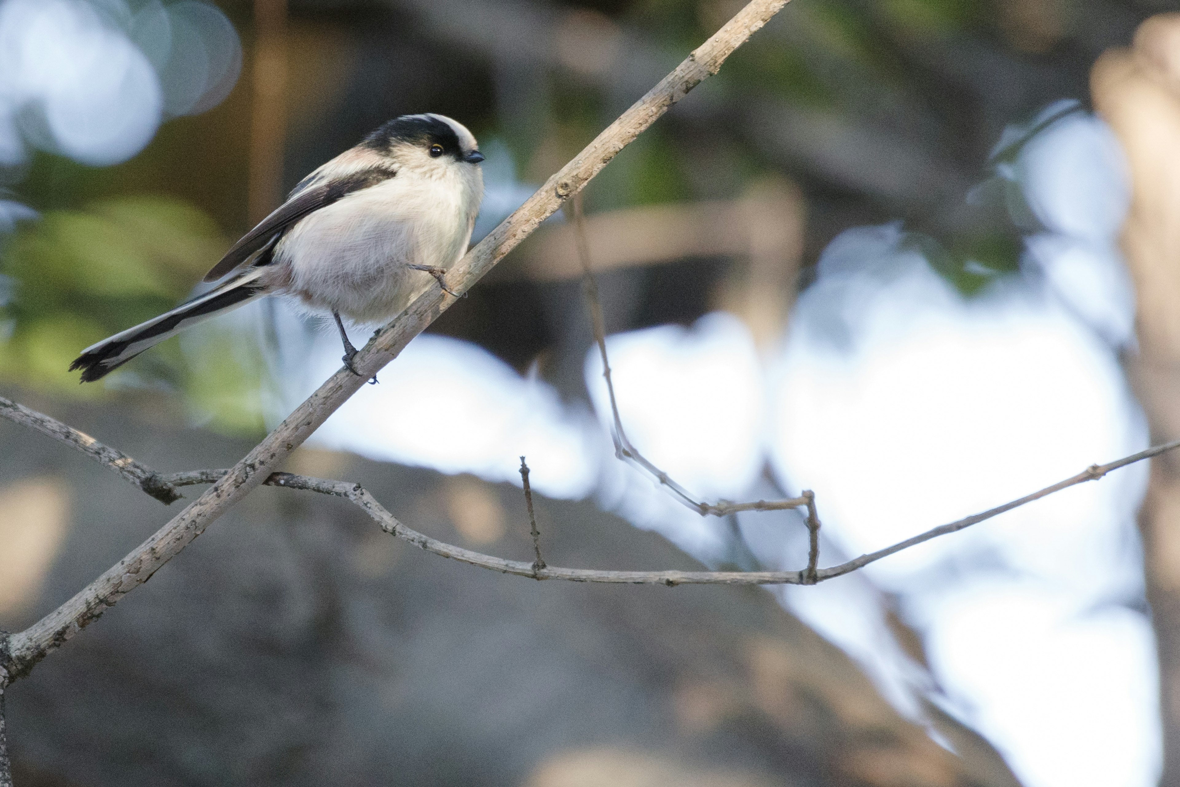 A small bird perched on a branch with a blurred background