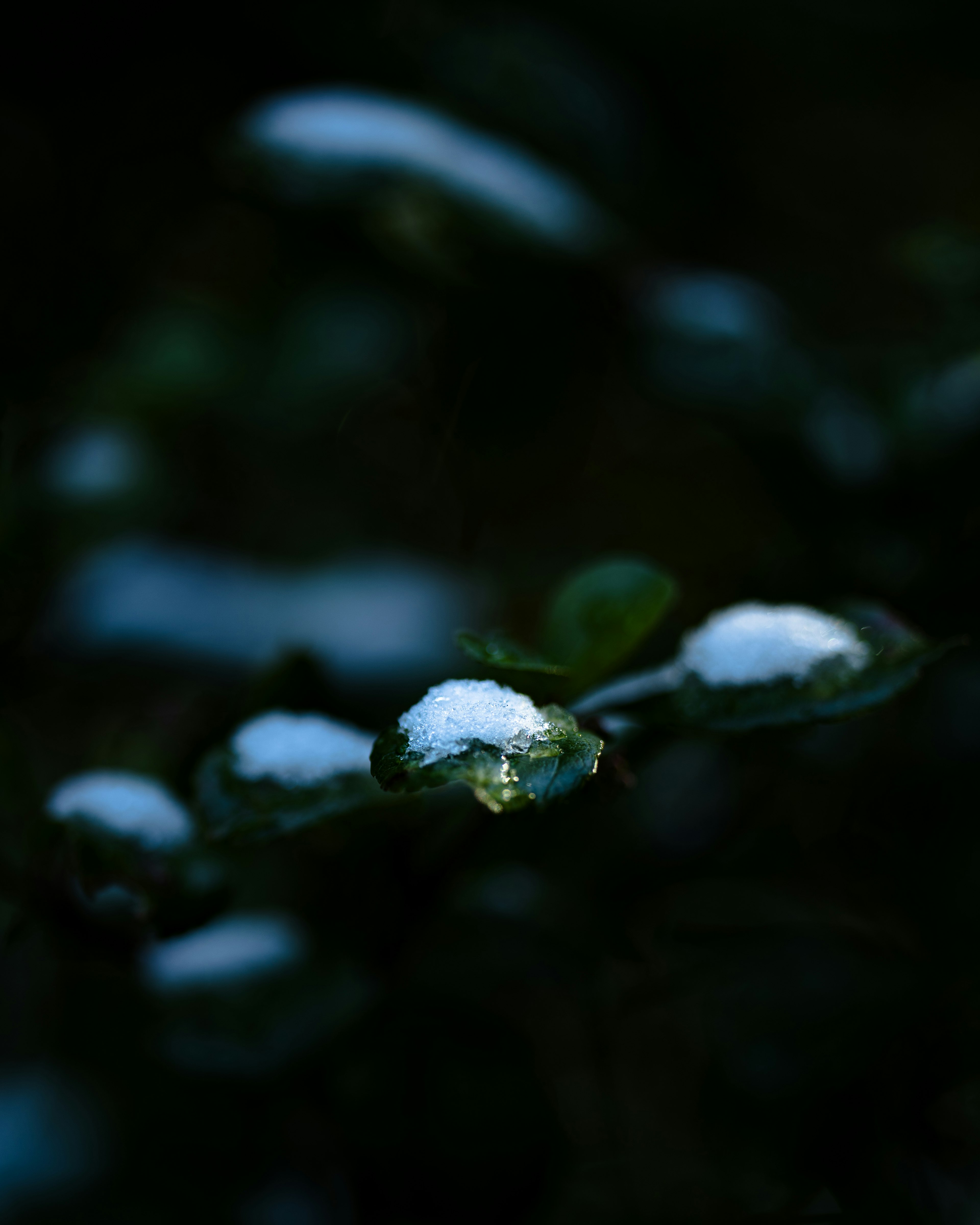 Feuilles avec de la neige sur elles contre un fond sombre