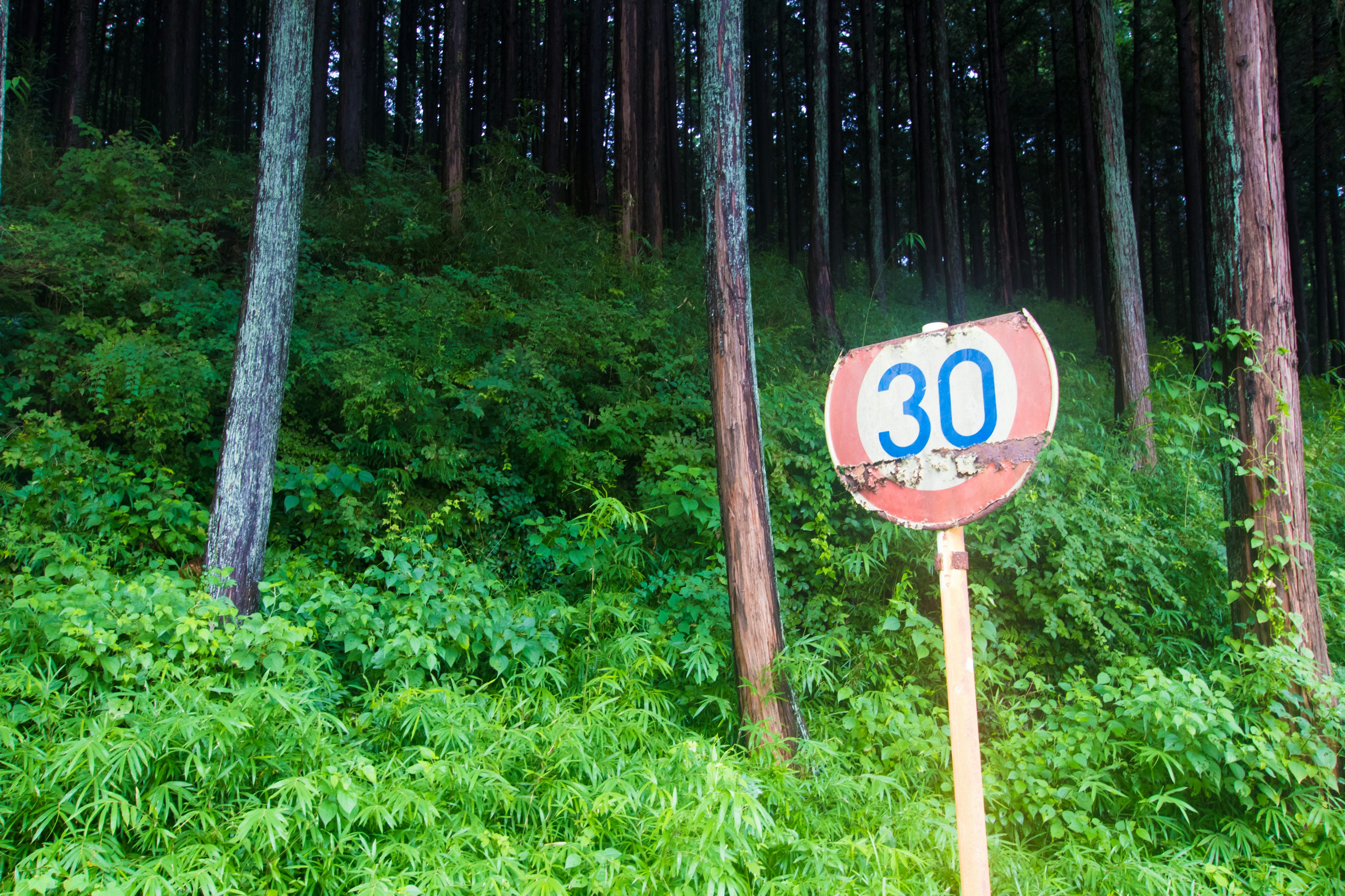 Un panneau de limitation de vitesse affichant 30 entouré de feuillage vert luxuriant dans une forêt