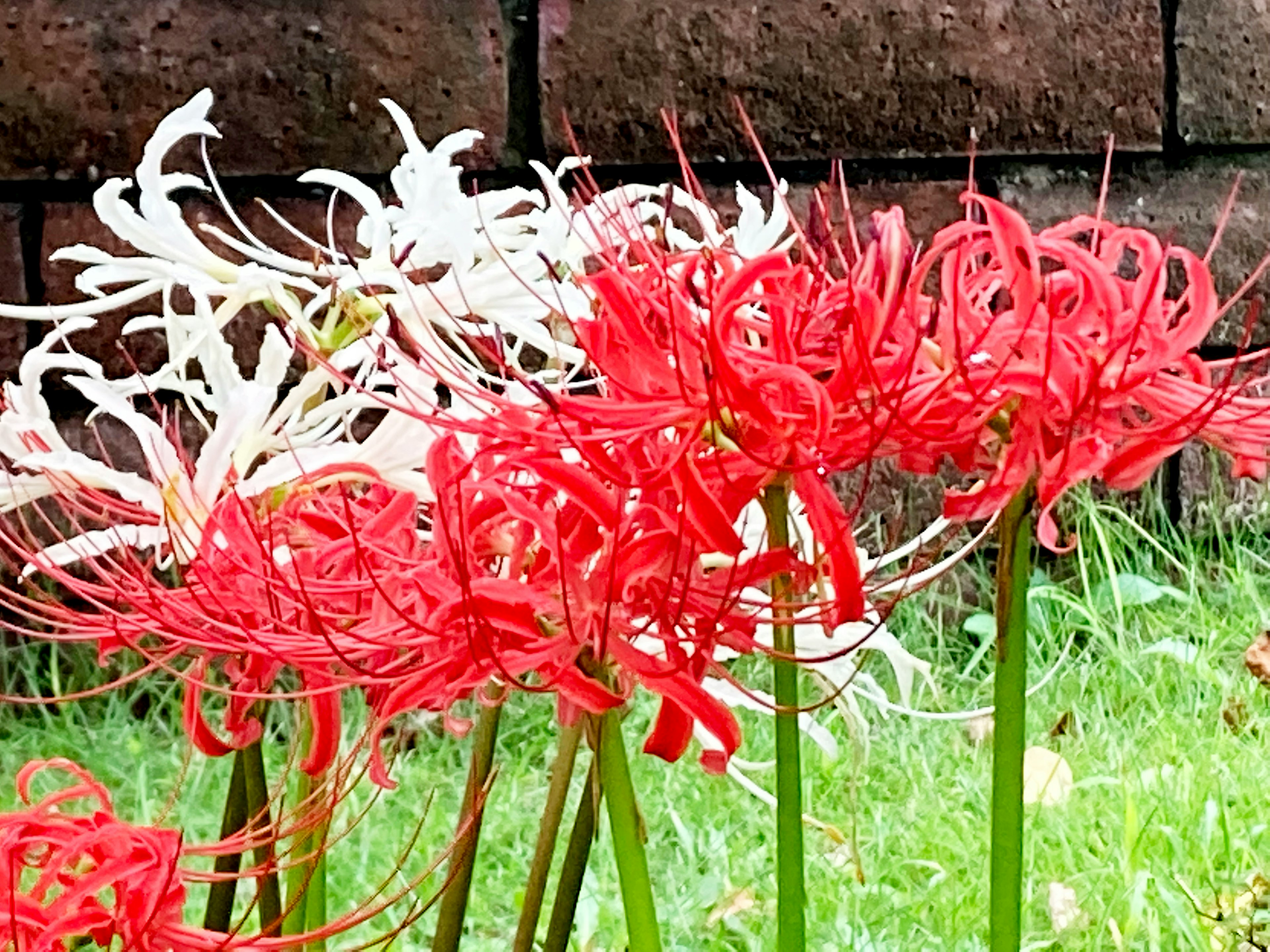 Groupe de lys araignée rouges et blancs en fleurs