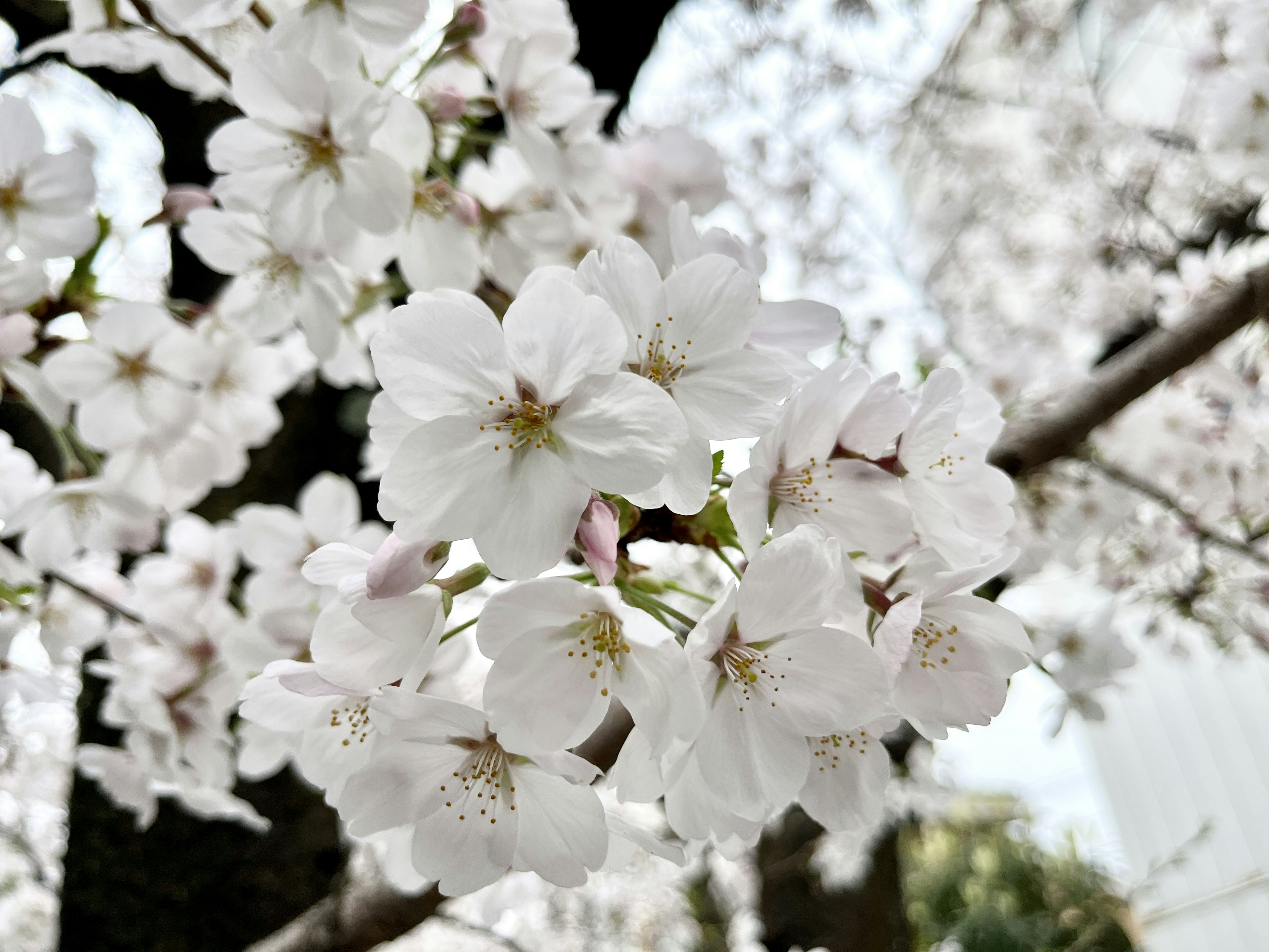 白い桜の花が咲いている枝のクローズアップ