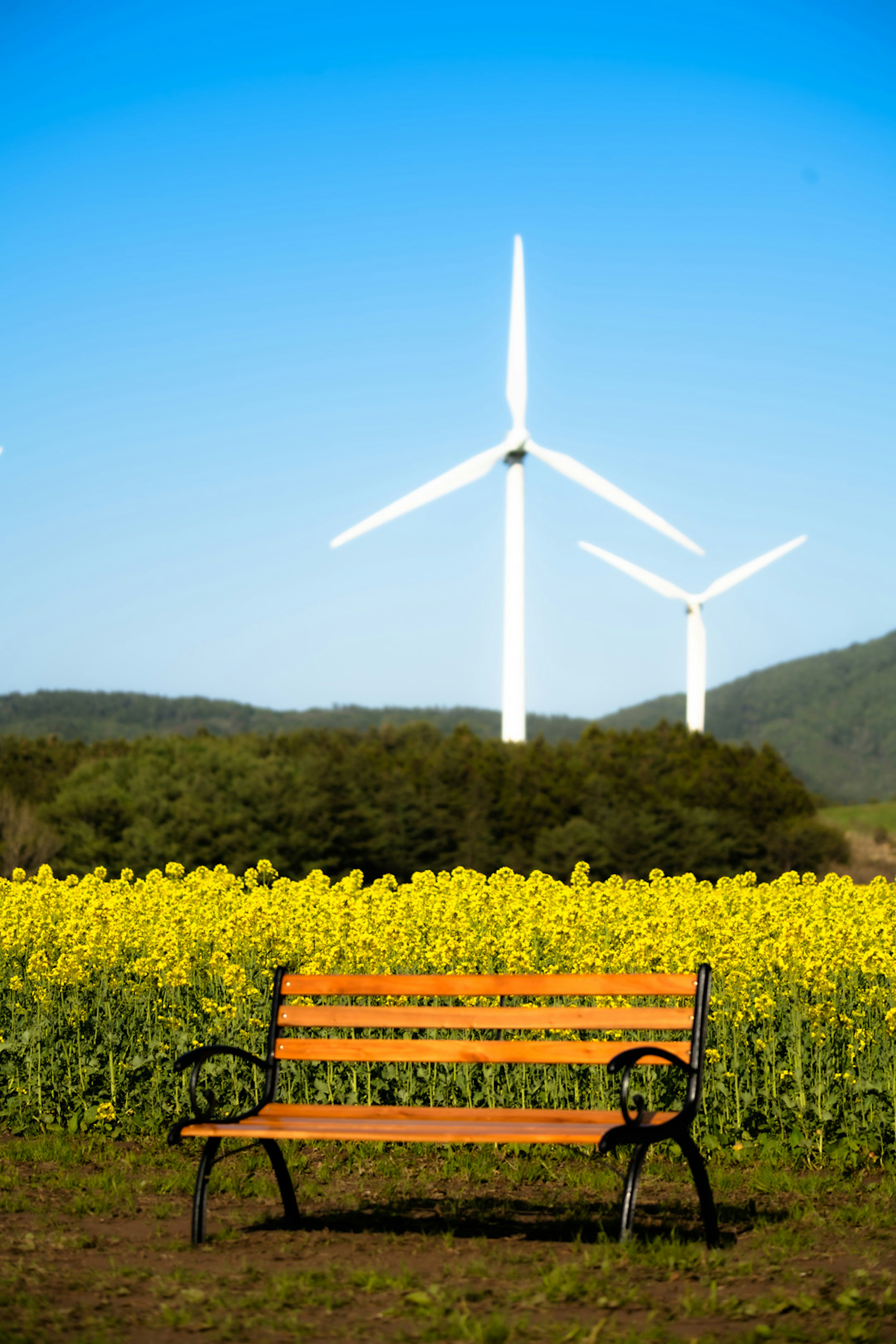 Bench in a yellow flower field with wind turbines in the background