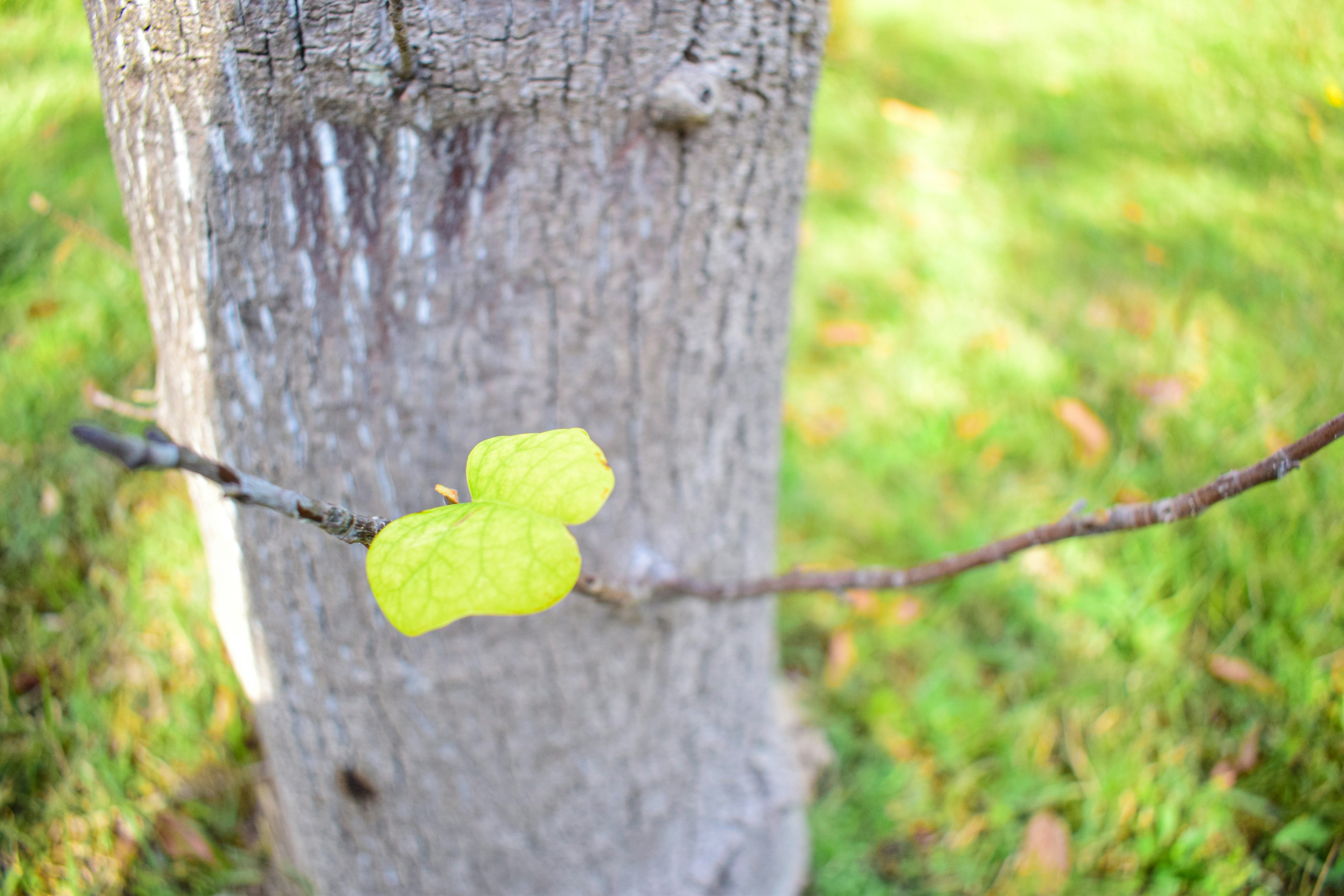 Primer plano de hojas verdes en una rama de árbol