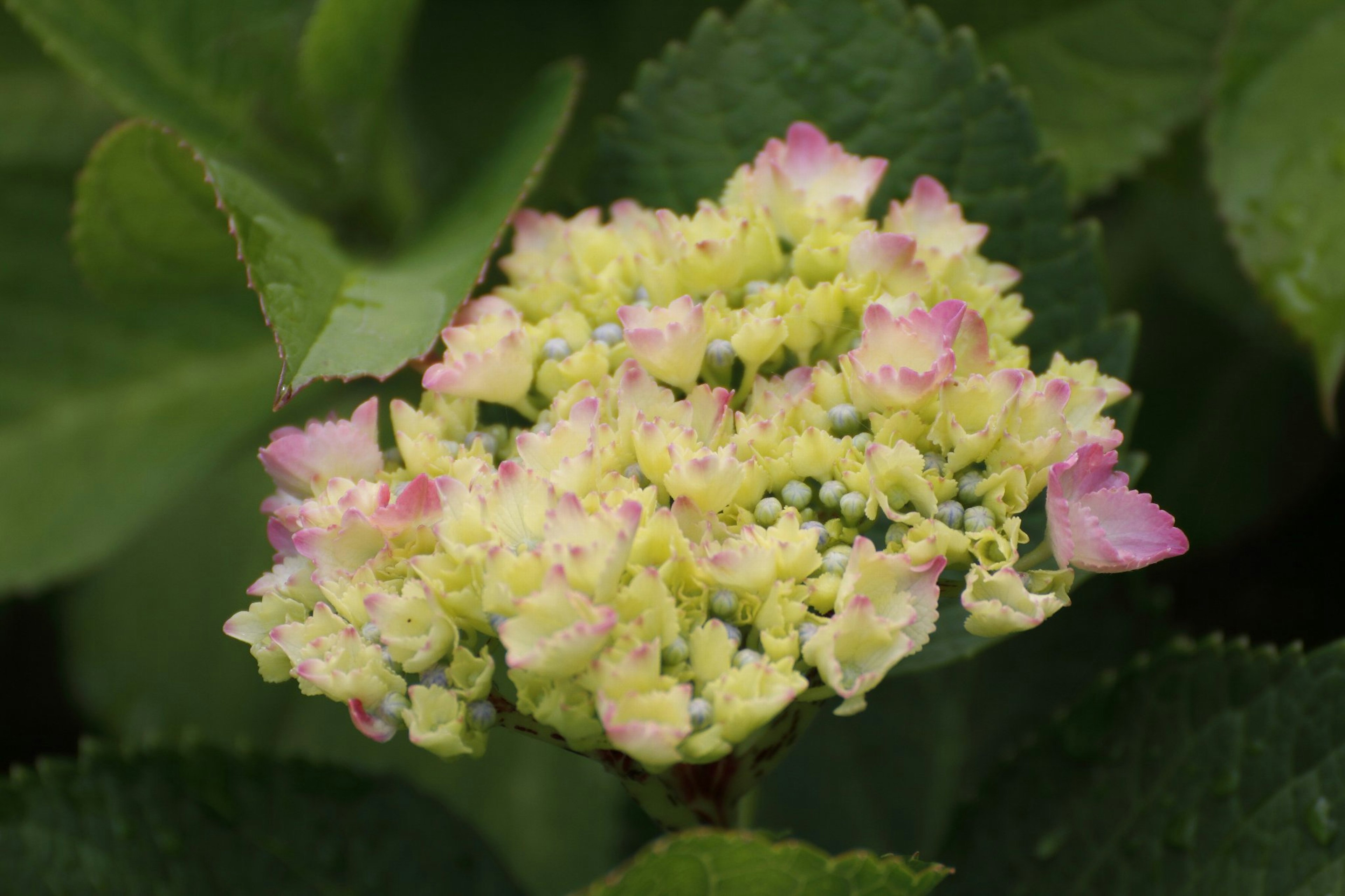 Fleur d'hortensia avec des pétales verts et roses doux