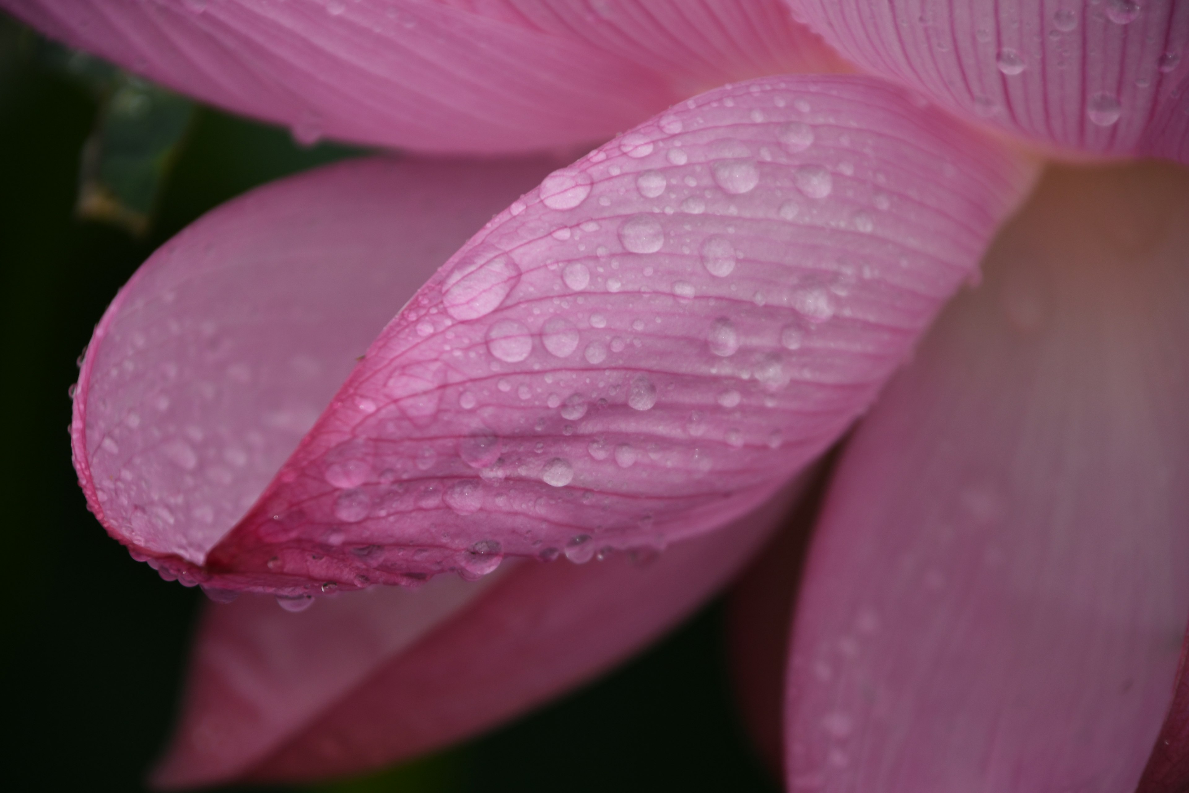 Kedekatan kelopak lotus merah muda dengan tetesan air