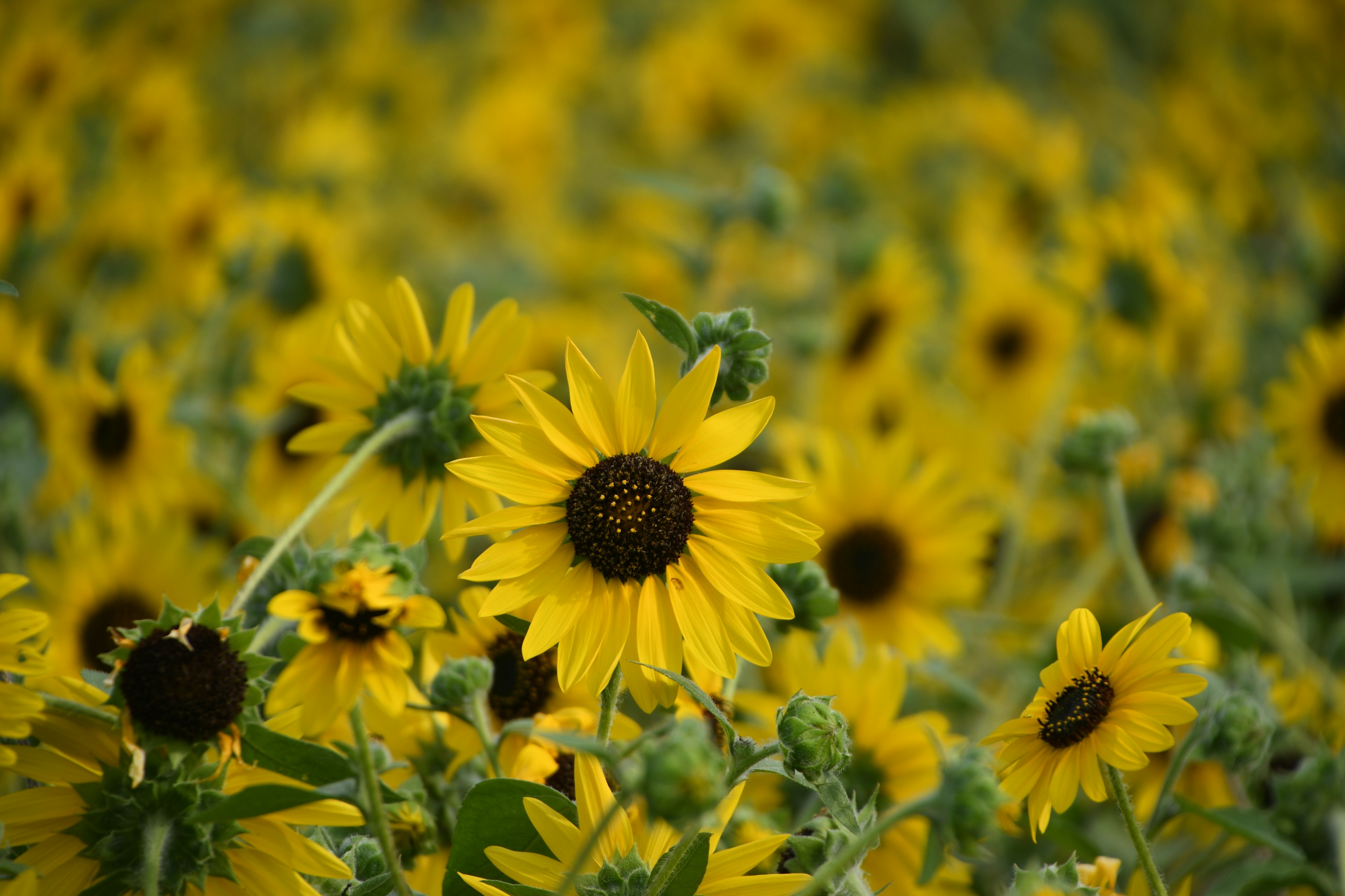 Sonnenblumen blühen in einem weiten gelben Feld