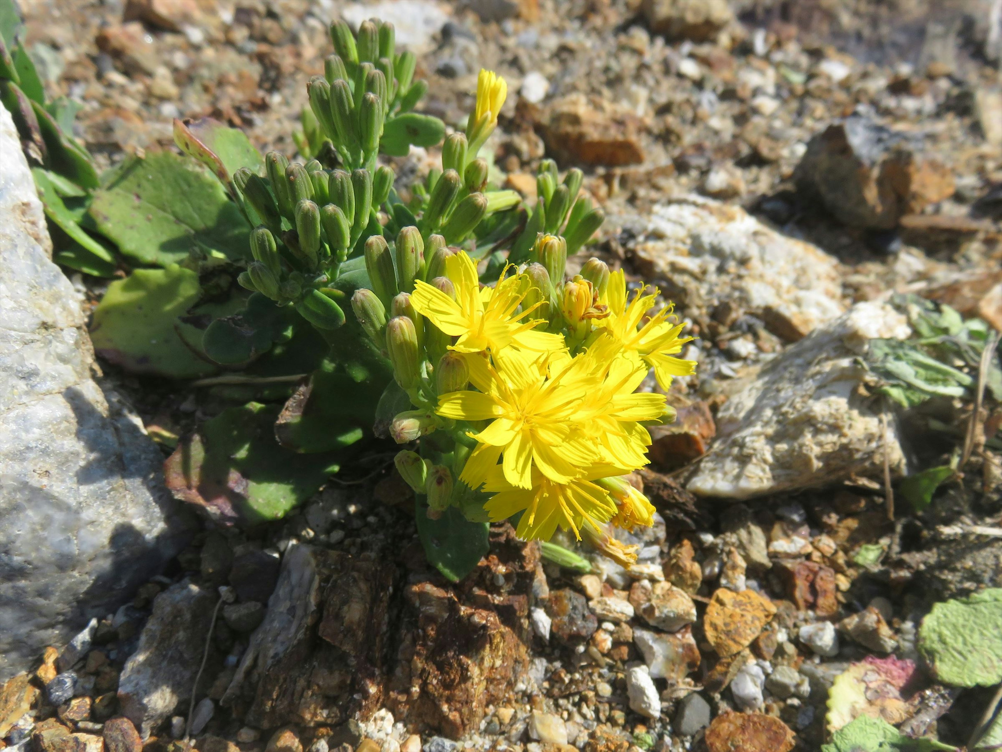 黄色い花が咲いている植物が石の間に生えている