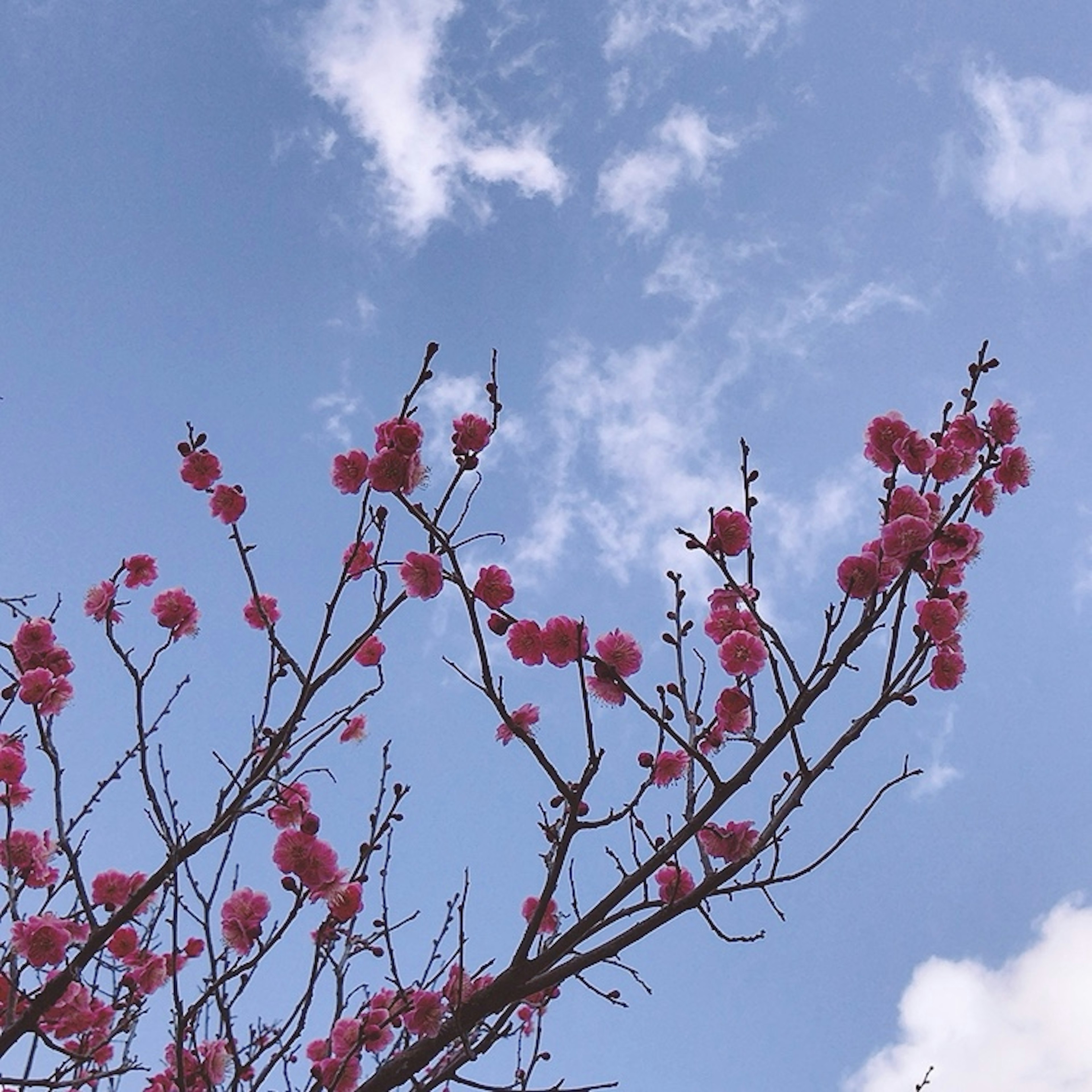 Branches of a tree with pink flowers against a blue sky