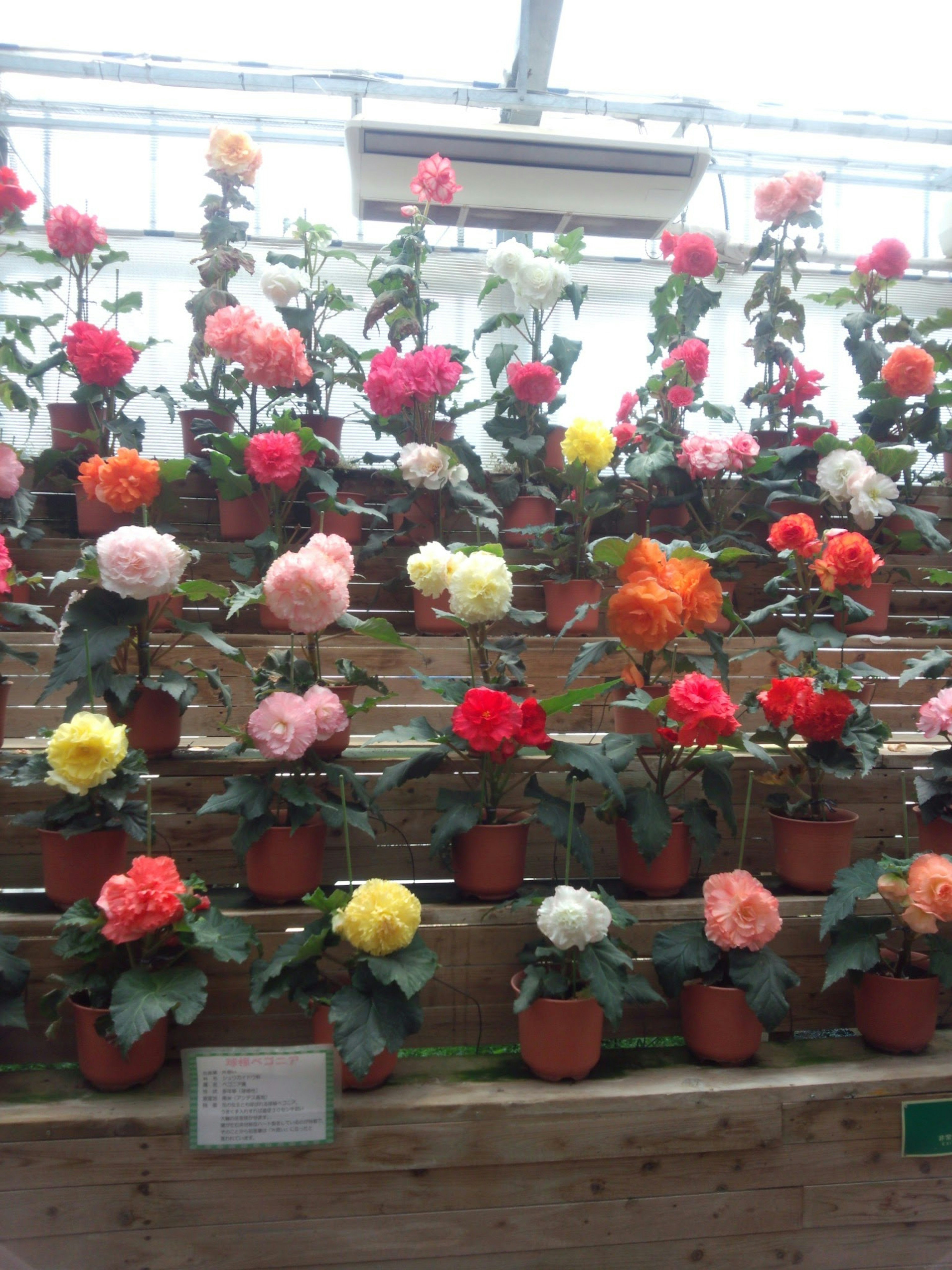 Colorful begonias arranged on greenhouse shelves