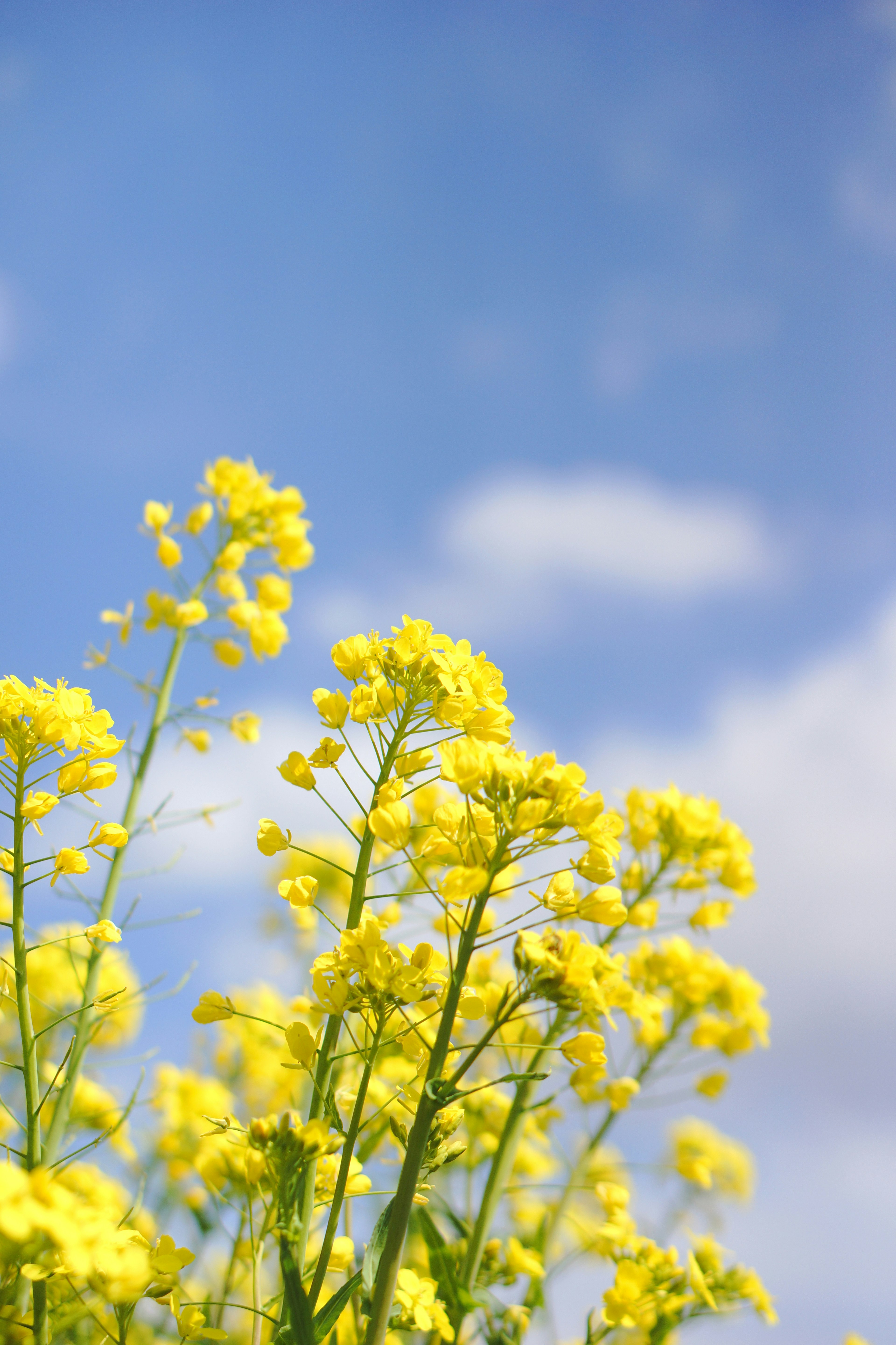 Helle gelbe Blumen blühen unter einem blauen Himmel