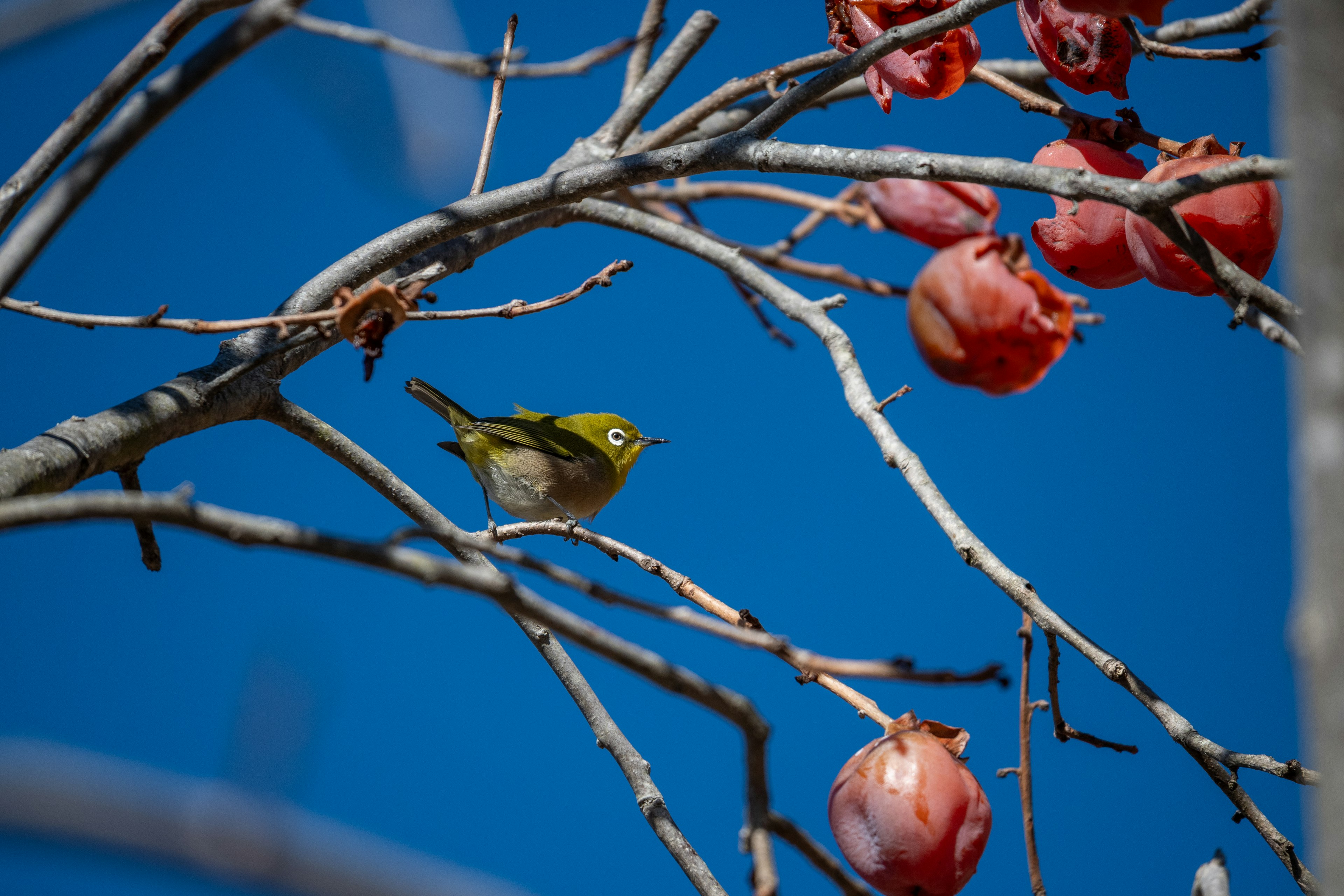 Un piccolo uccello verde posato su un ramo con frutti sotto un cielo blu