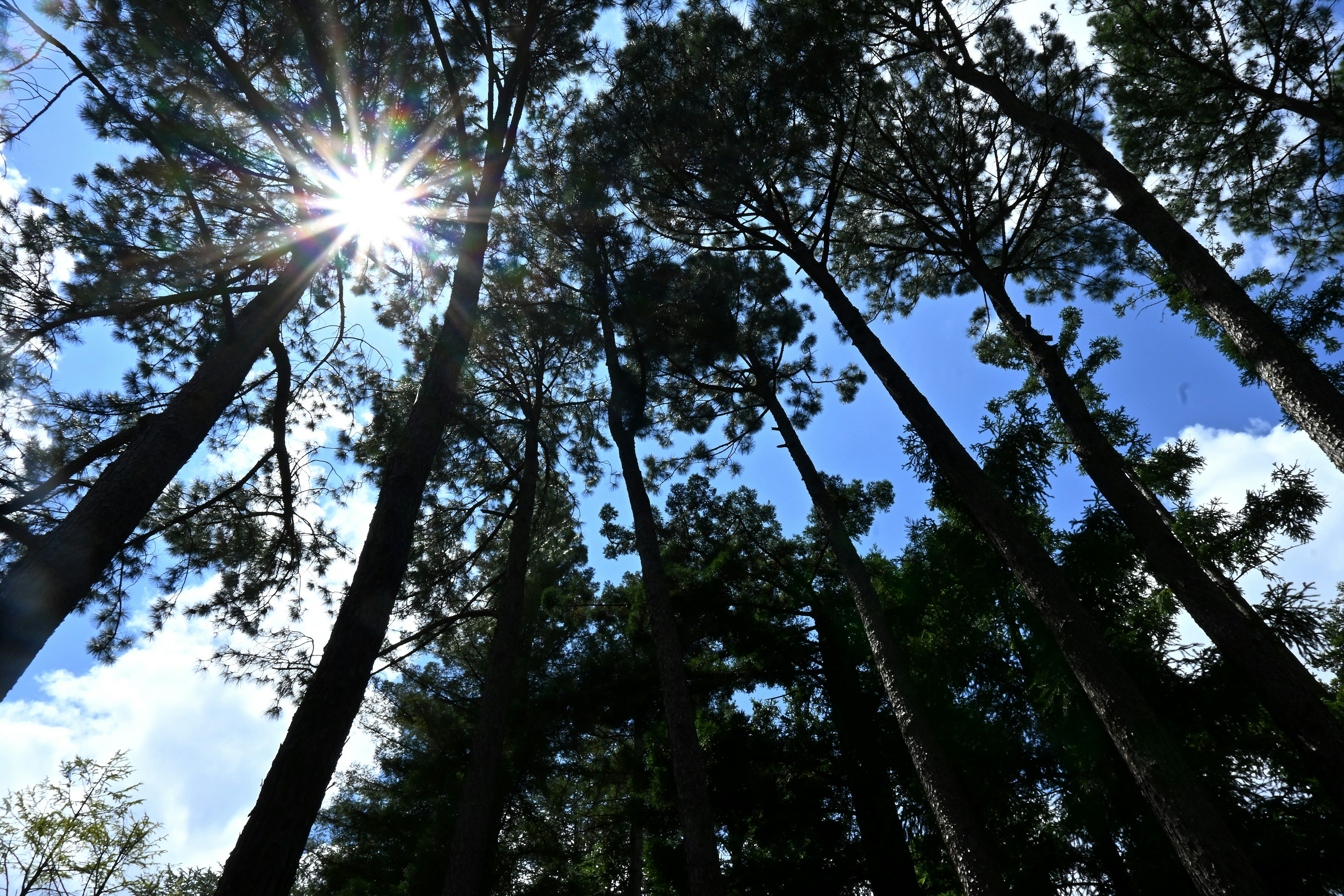 Luce del sole che filtra tra alberi alti contro un cielo azzurro