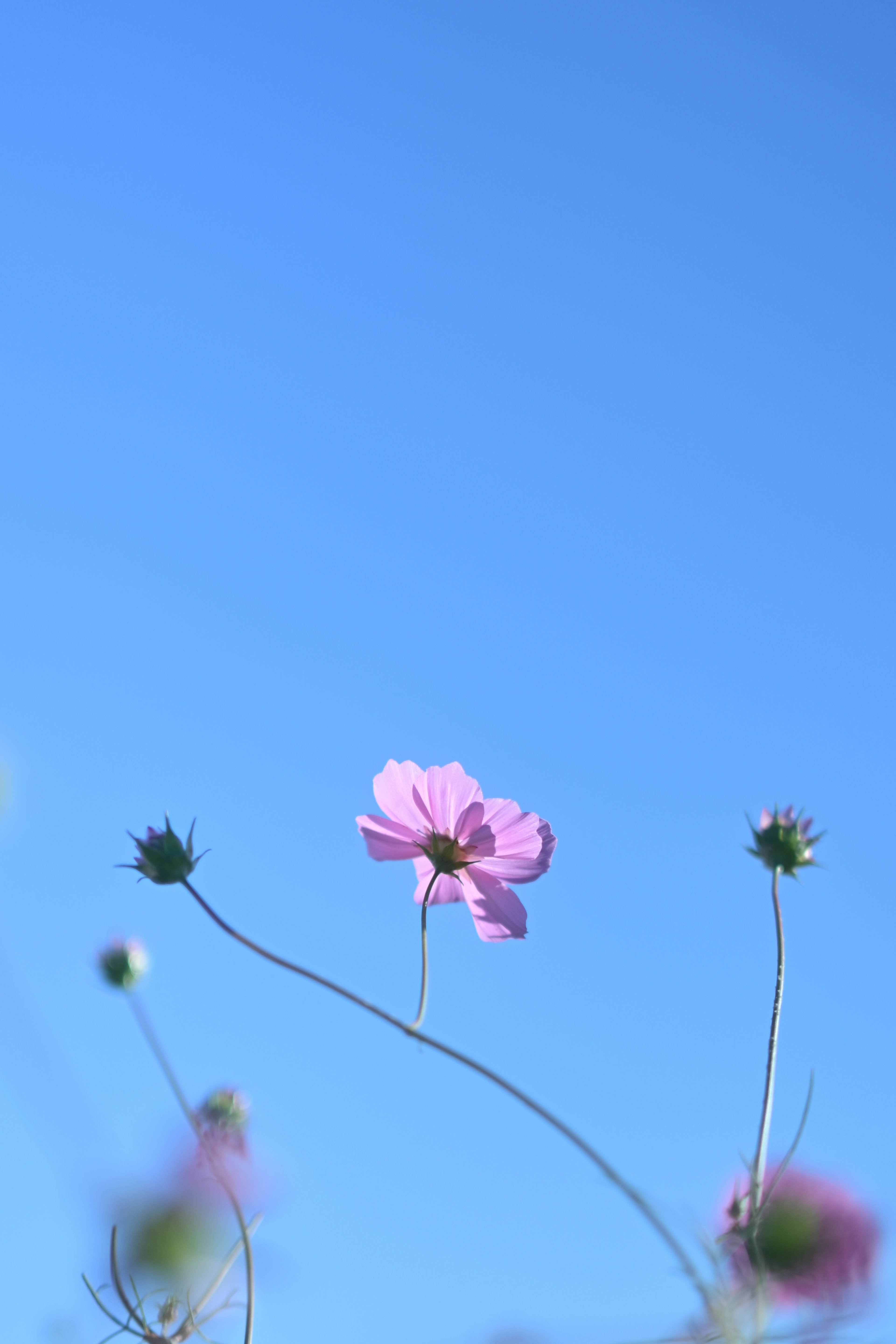 Pink flower with buds against a clear blue sky