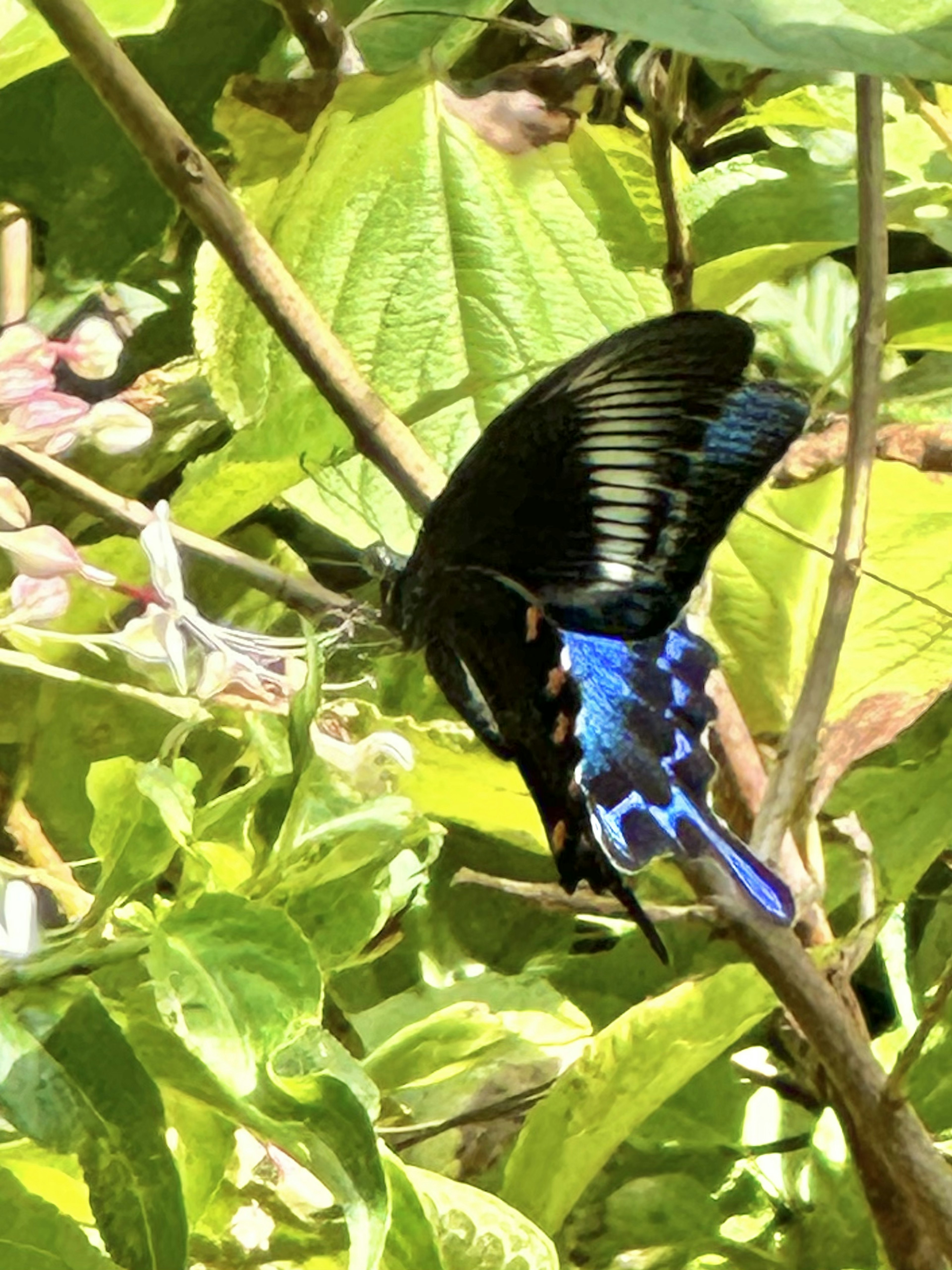 Un papillon aux ailes bleues posé parmi des feuilles vertes