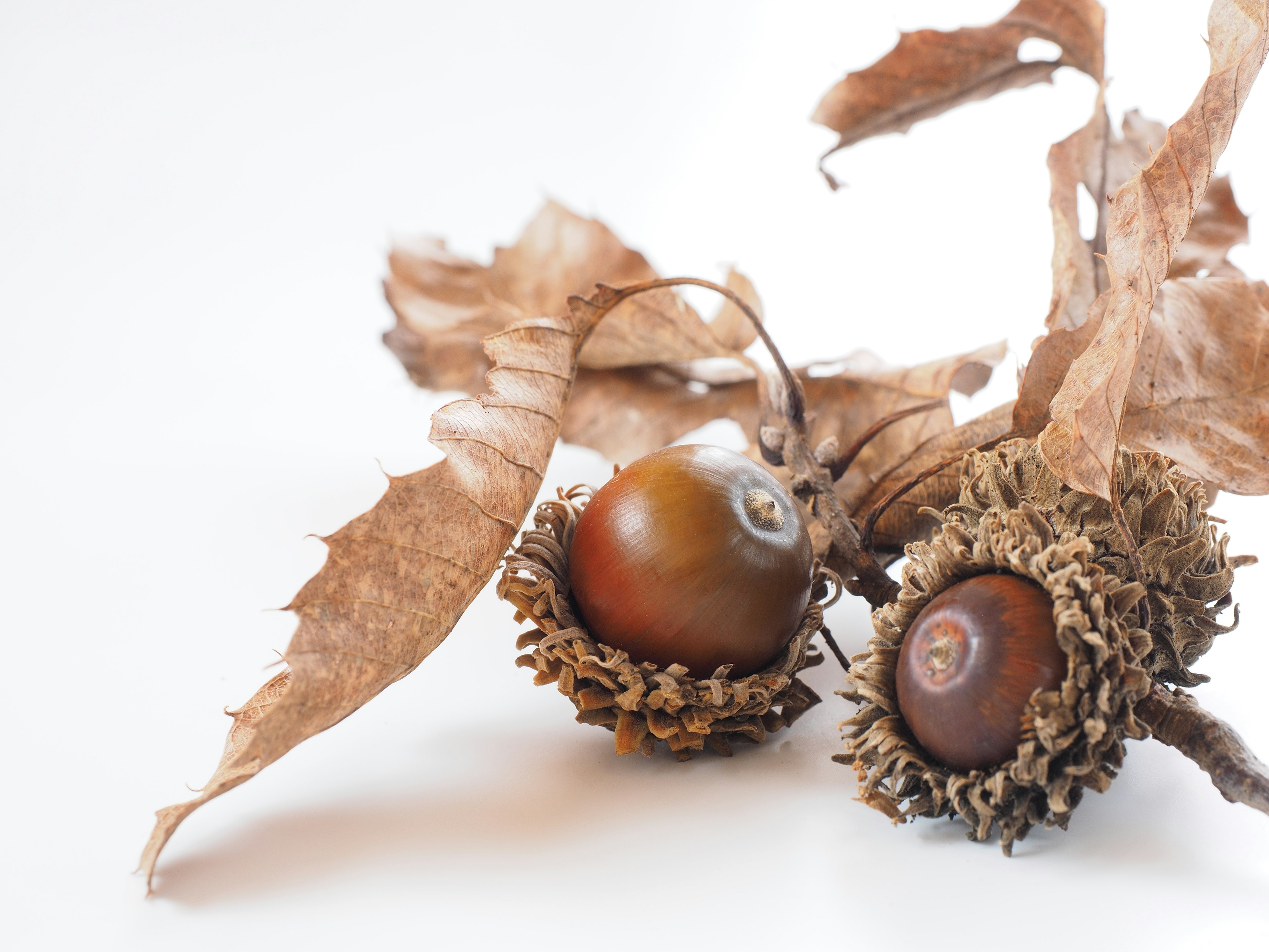 Two acorns nestled in dry leaves on a white background