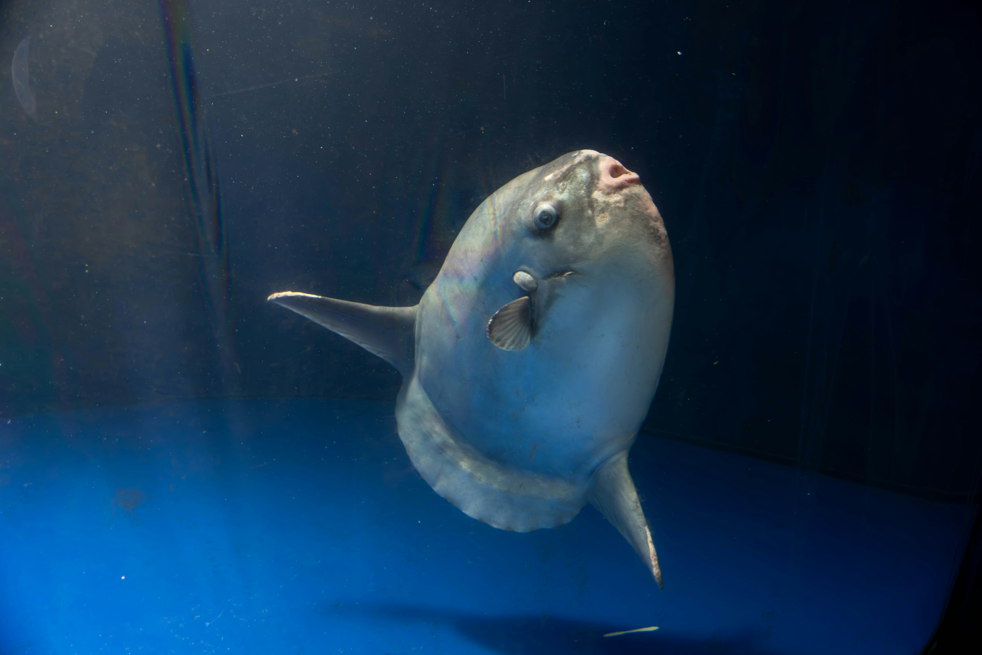 水族馆中游泳的翻车鱼照片