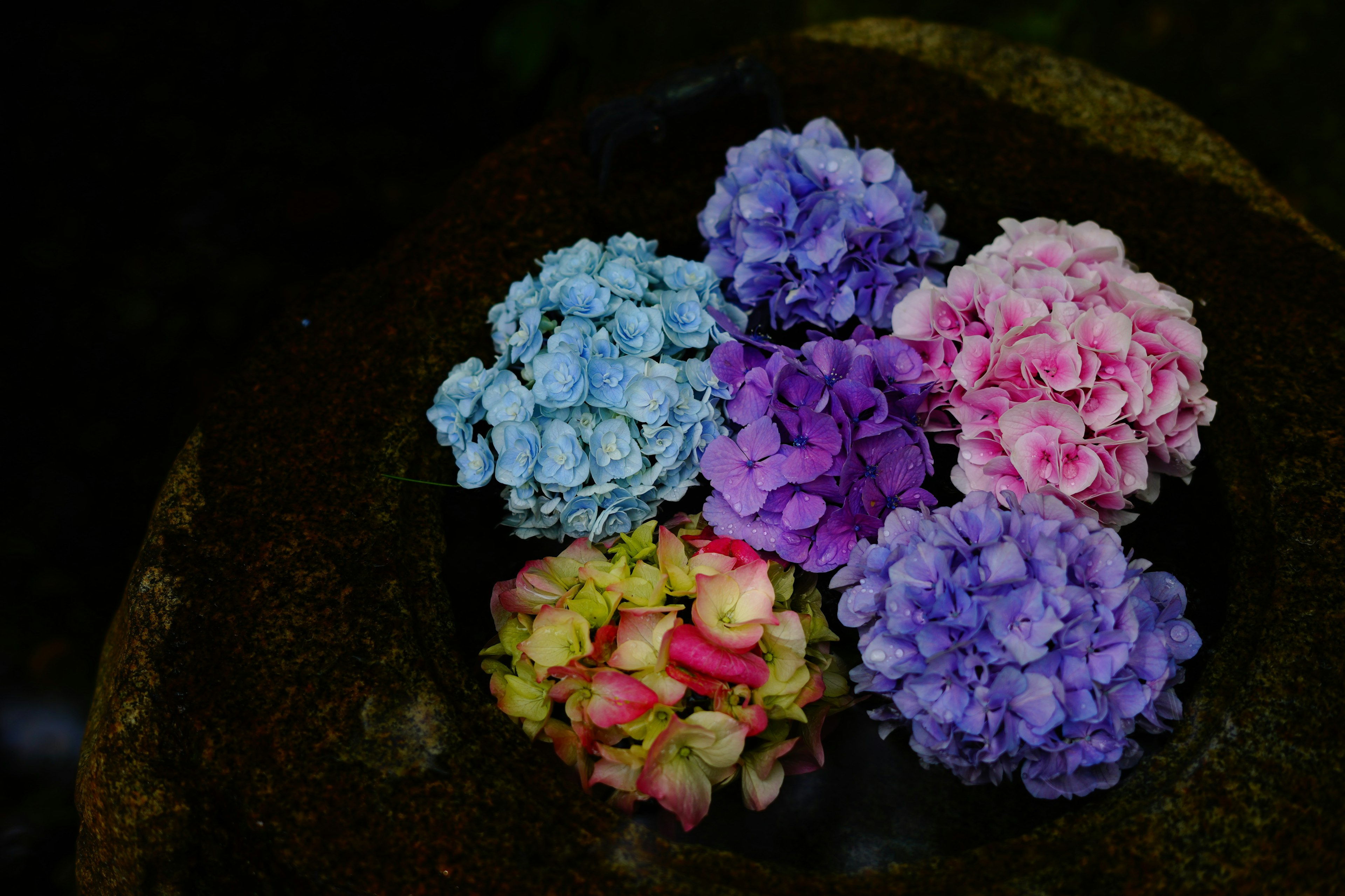 五彩缤纷的花朵漂浮在水面上