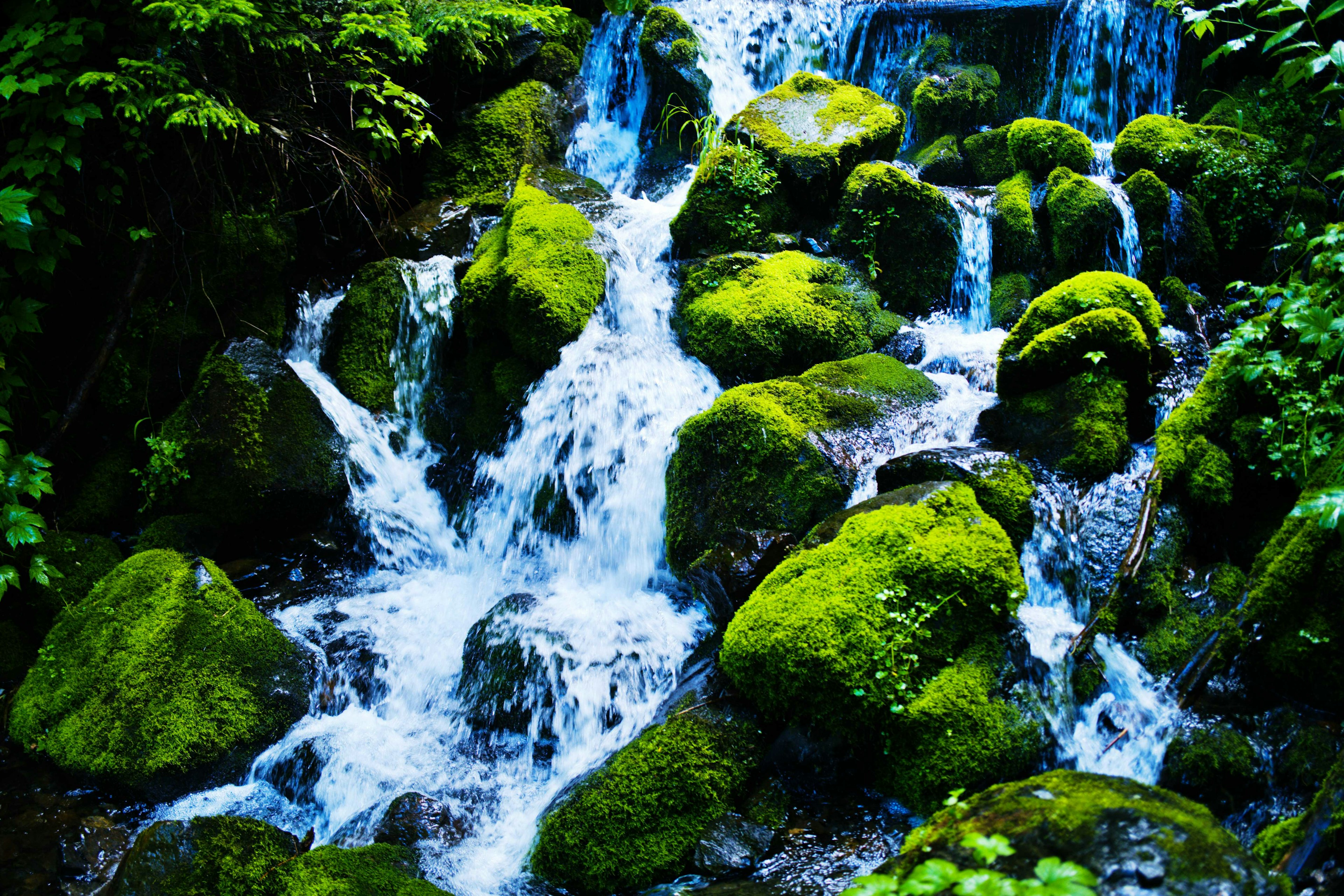 Beau ruisseau coulant sur des rochers recouverts de mousse dans une verdure luxuriante