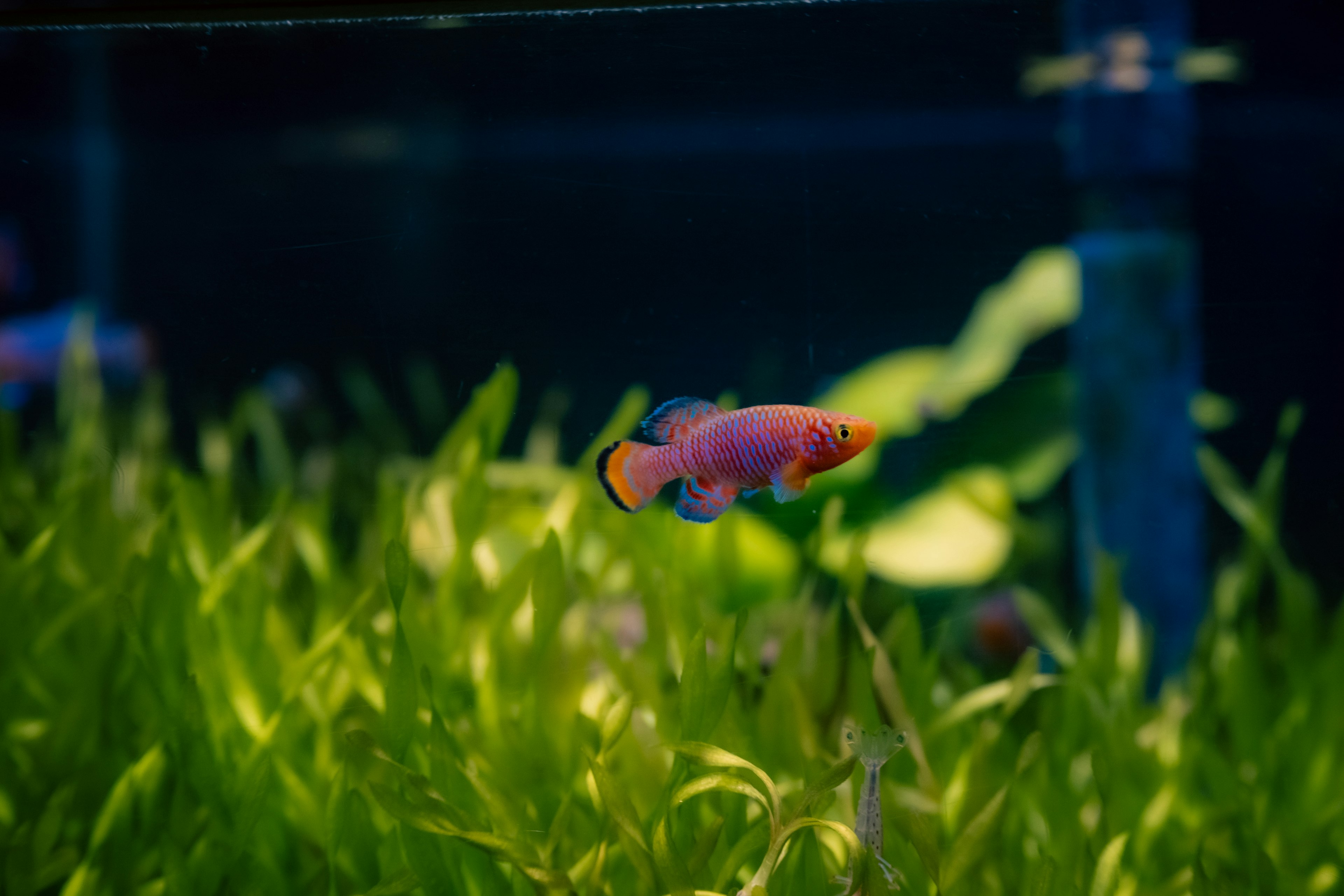 Pez tropical colorido nadando entre plantas acuáticas en un acuario