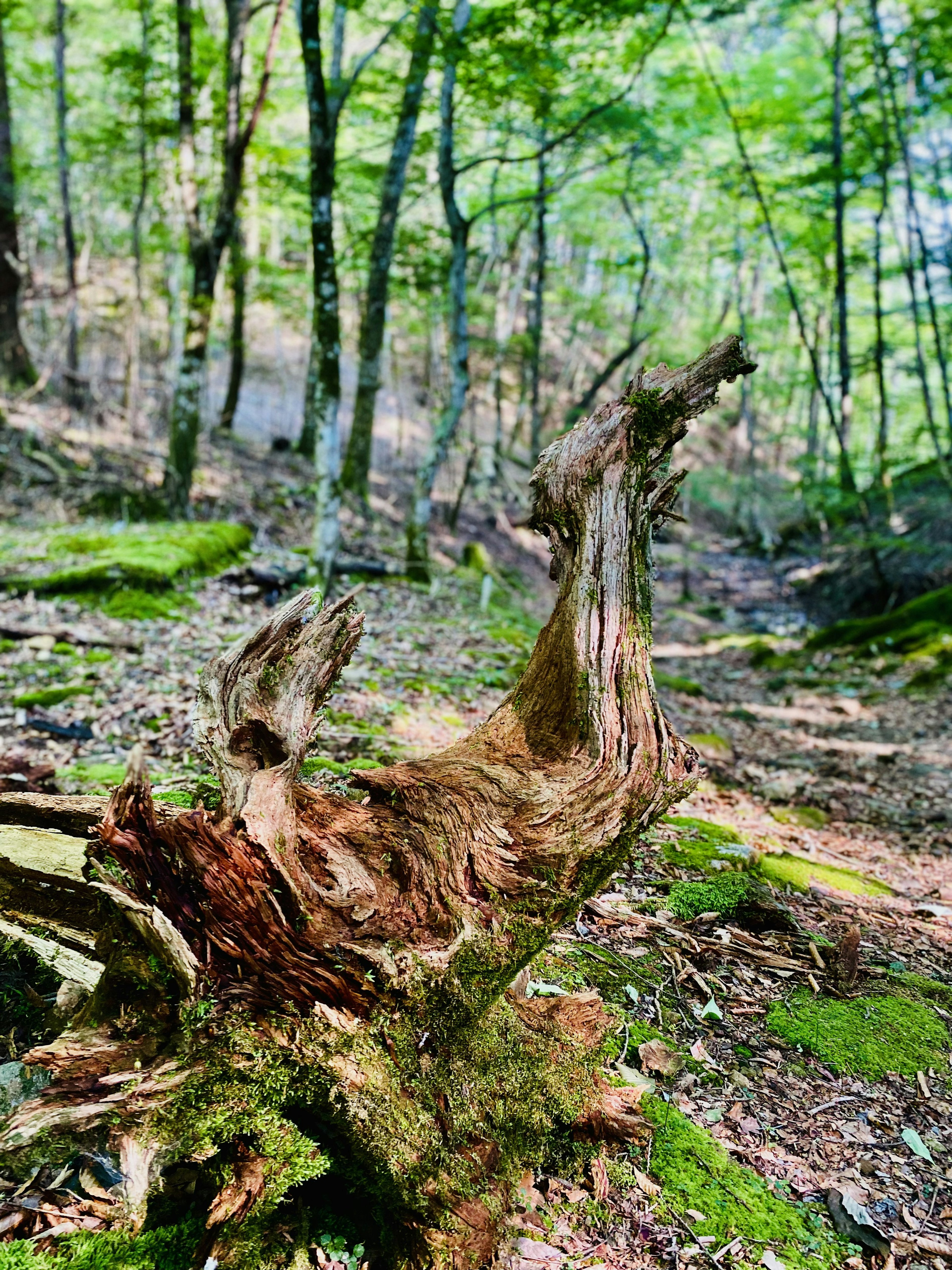 Unregelmäßig geformter Baumstumpf mit grünem Moos in einem Wald